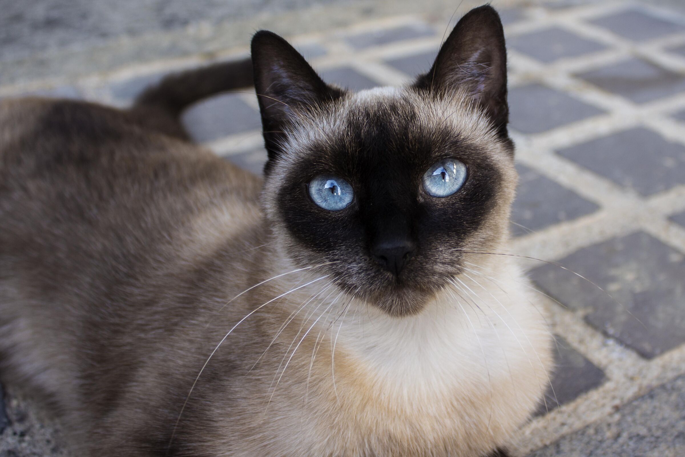 Gatto siamese