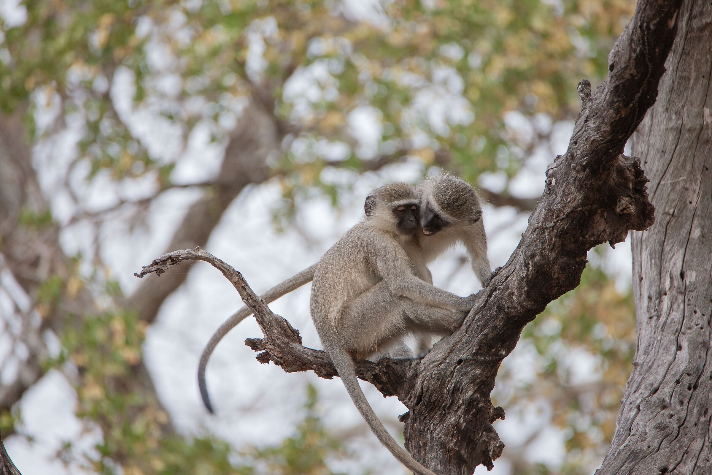Effusioni ad alta quota
