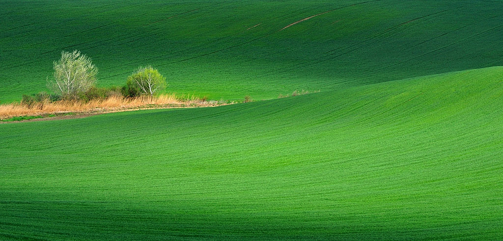 Luce verde