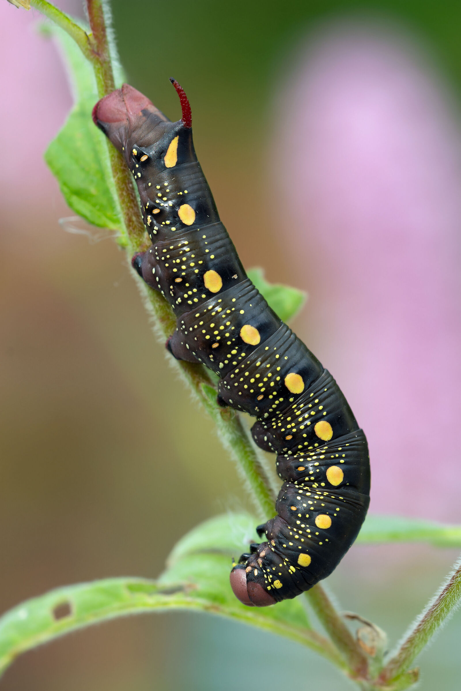 Bedstraw Hawk-falena