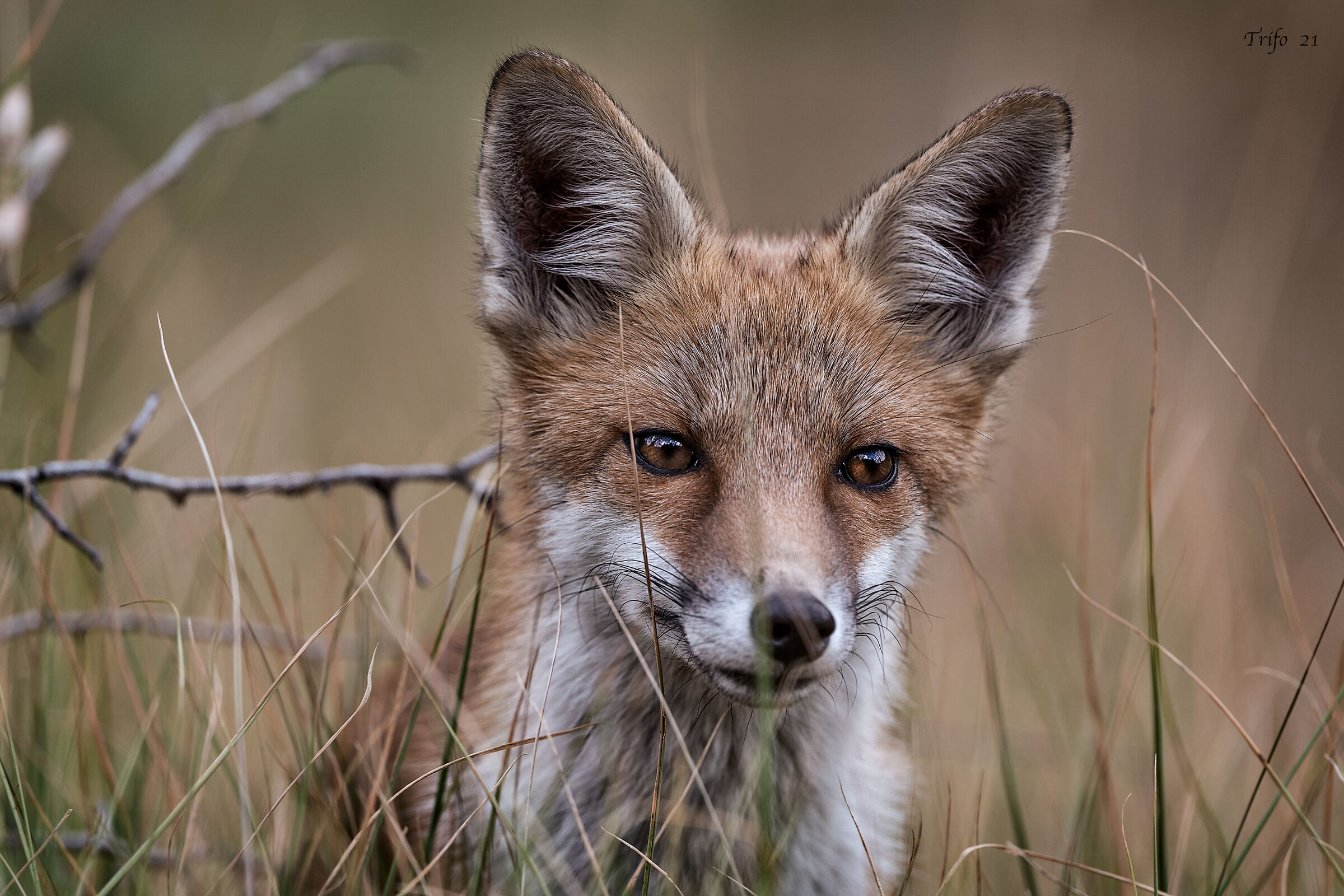 Cucciolo di Volpe ....