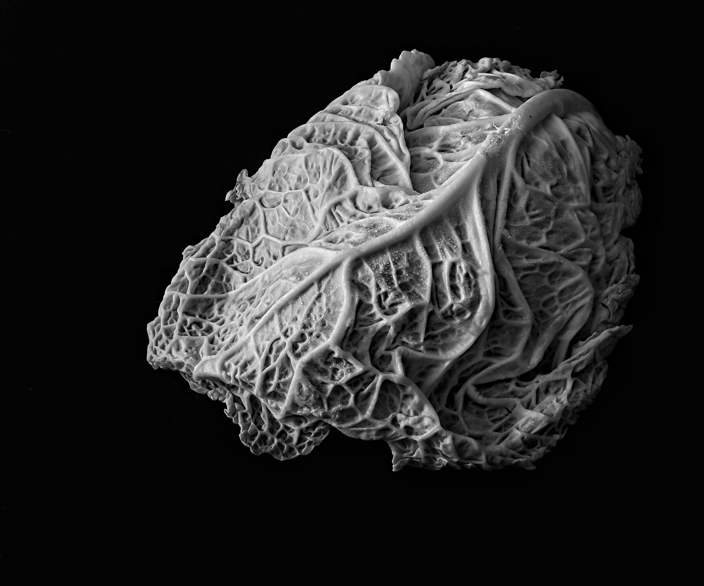Cabbage leaf