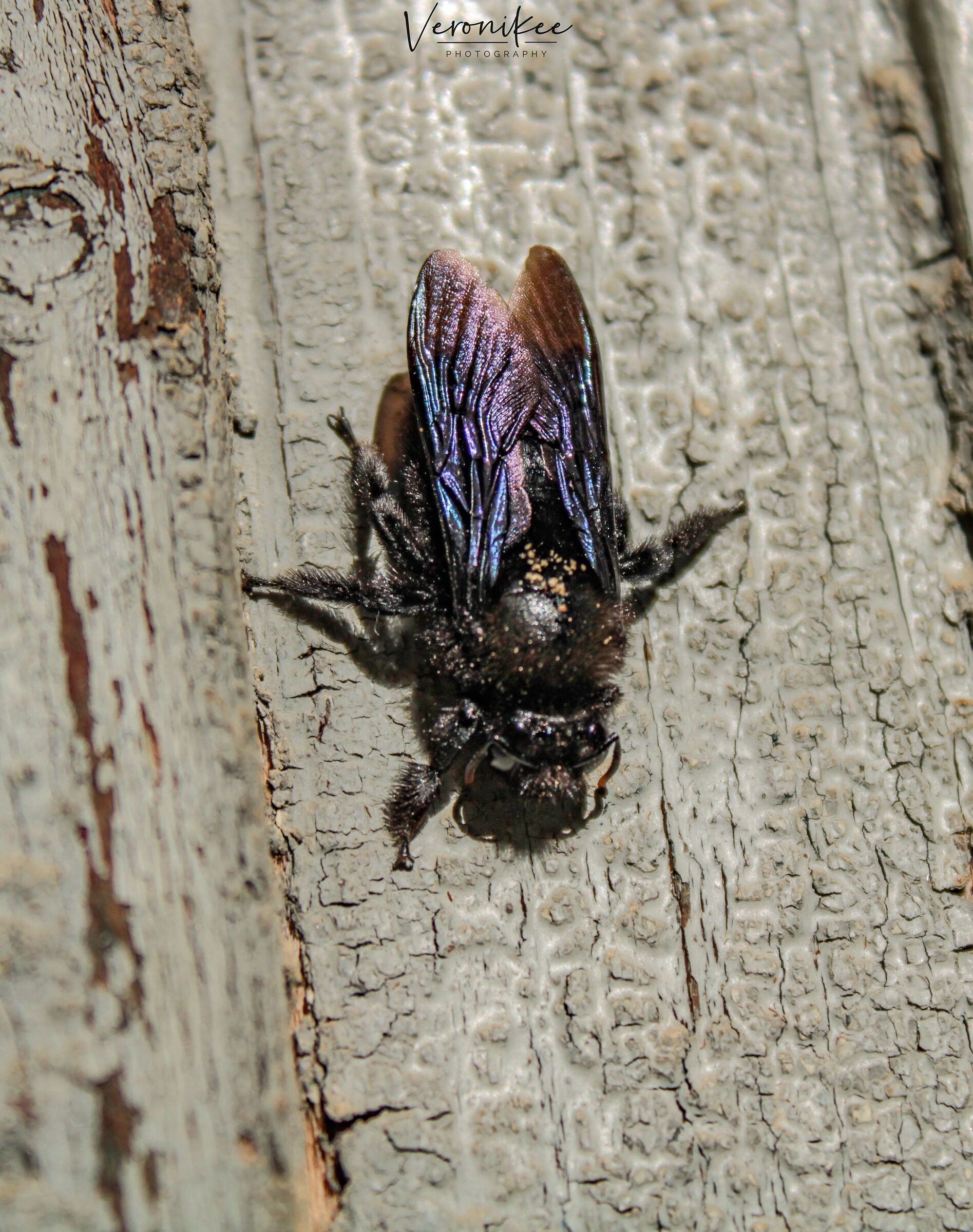 Ape legnaiola
