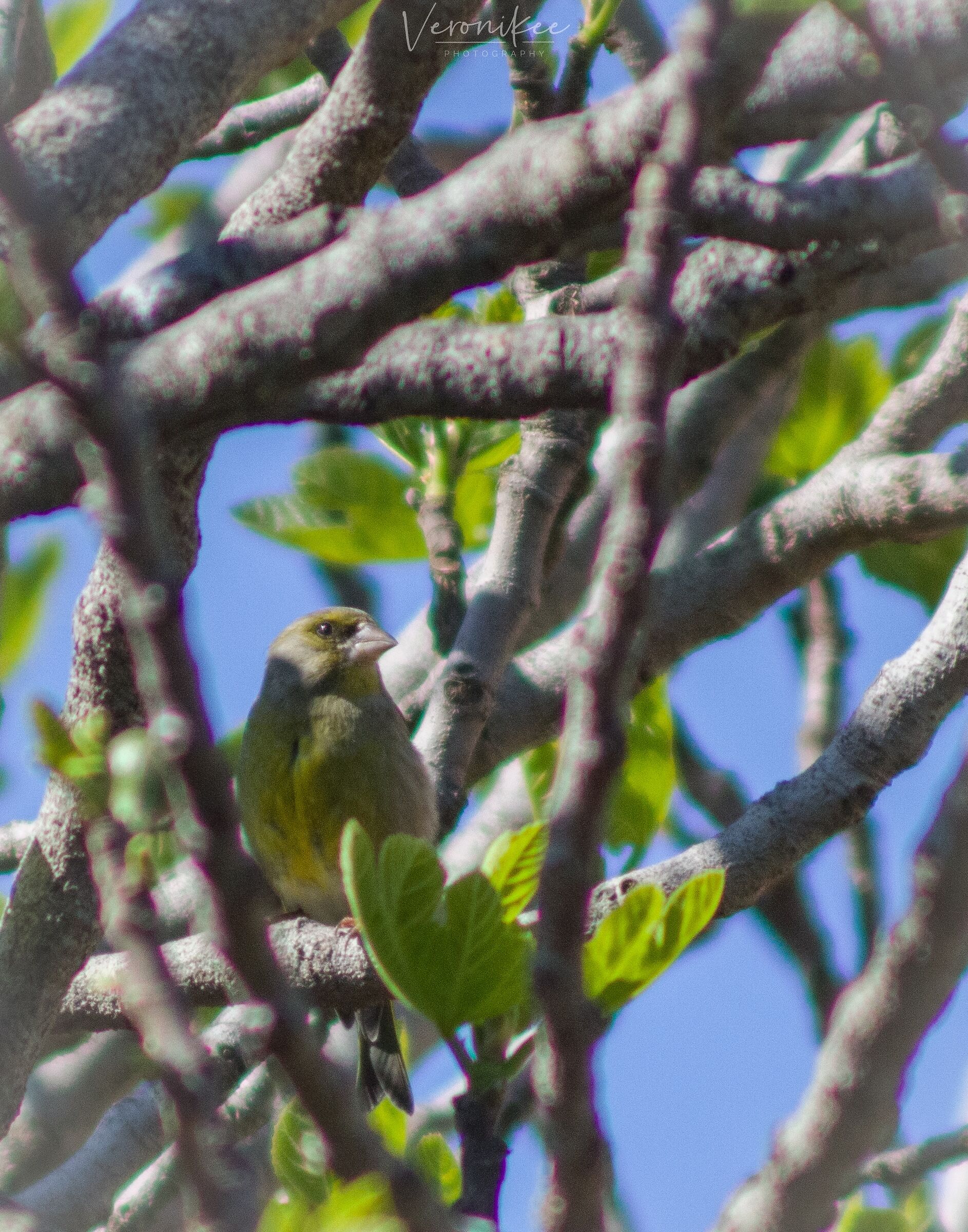 Greenfinch or Chloris Chloris