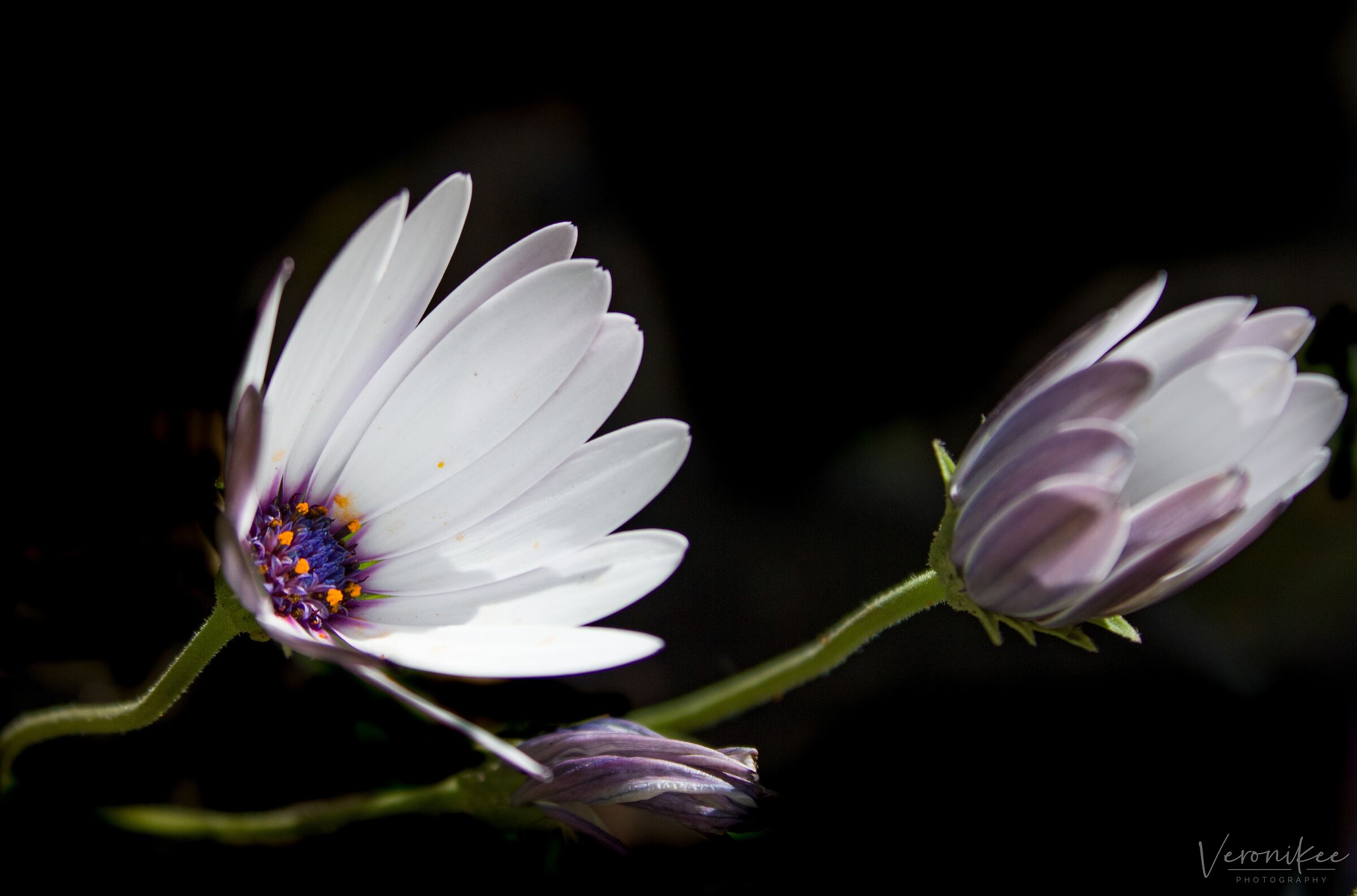 Daisies