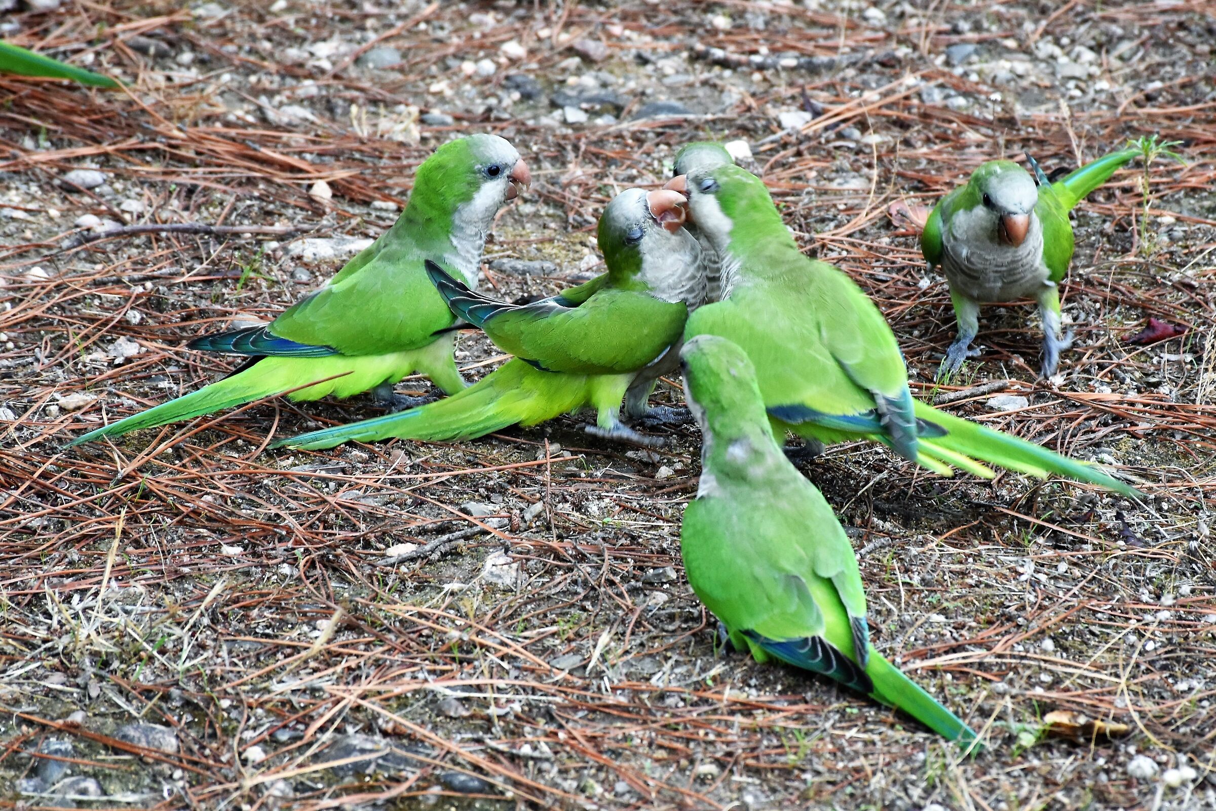 " Puo' baciare la sposa"