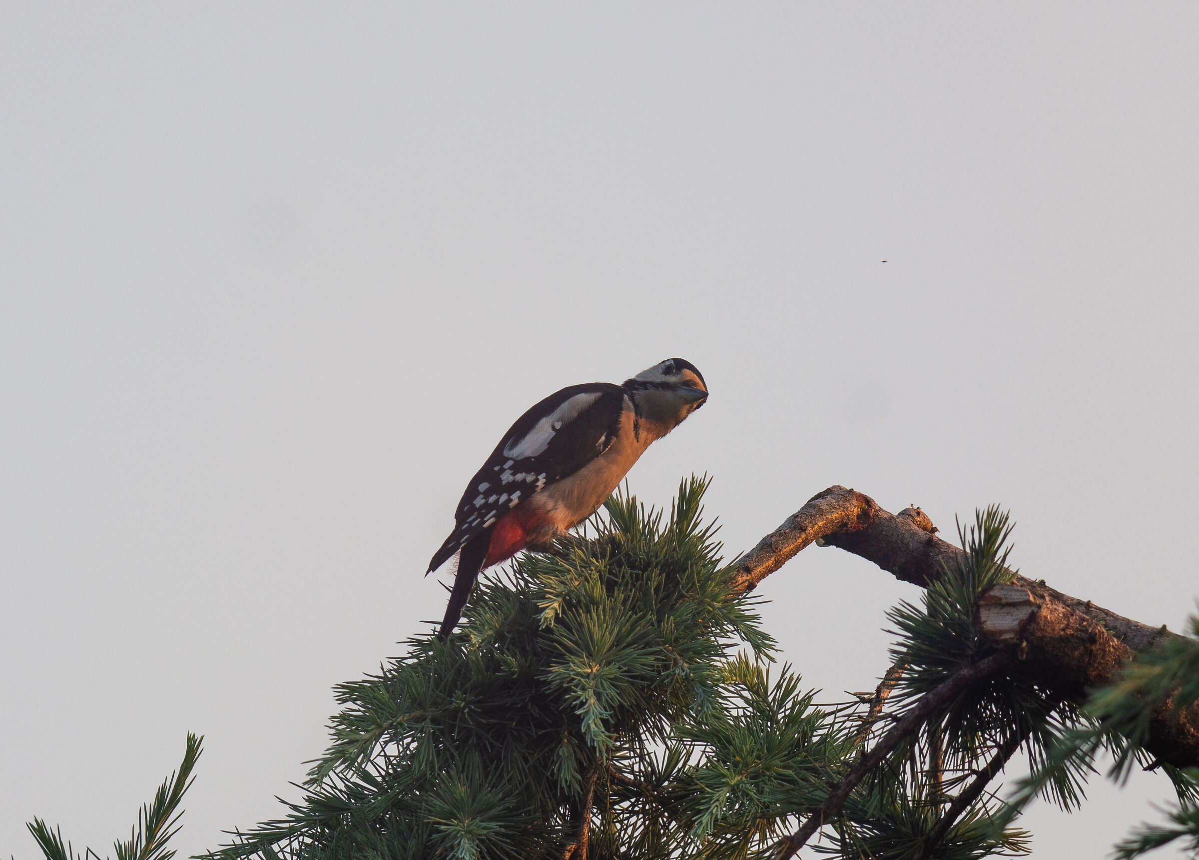 Sembra che lo faccia apposta!