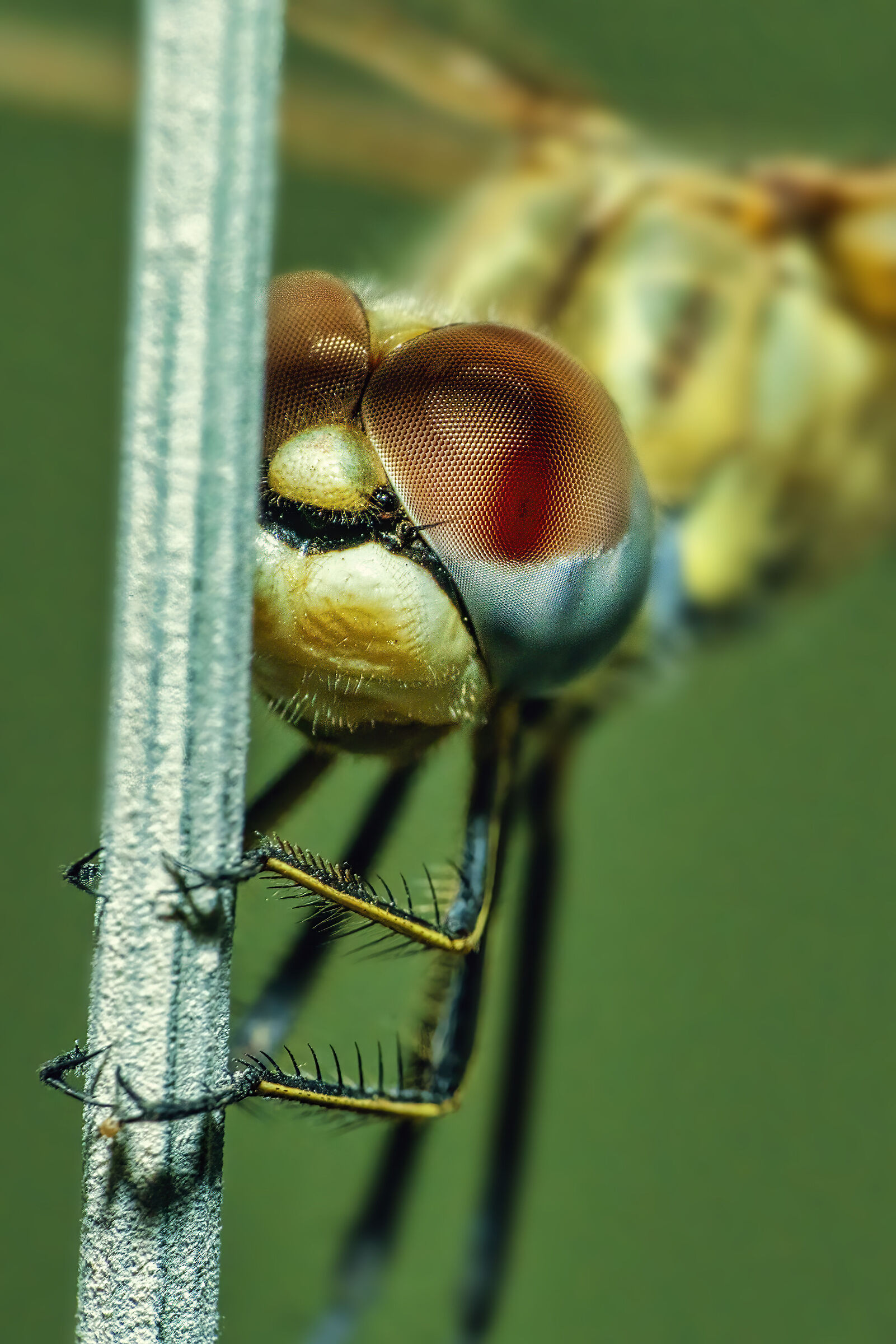 Una libellula per amica