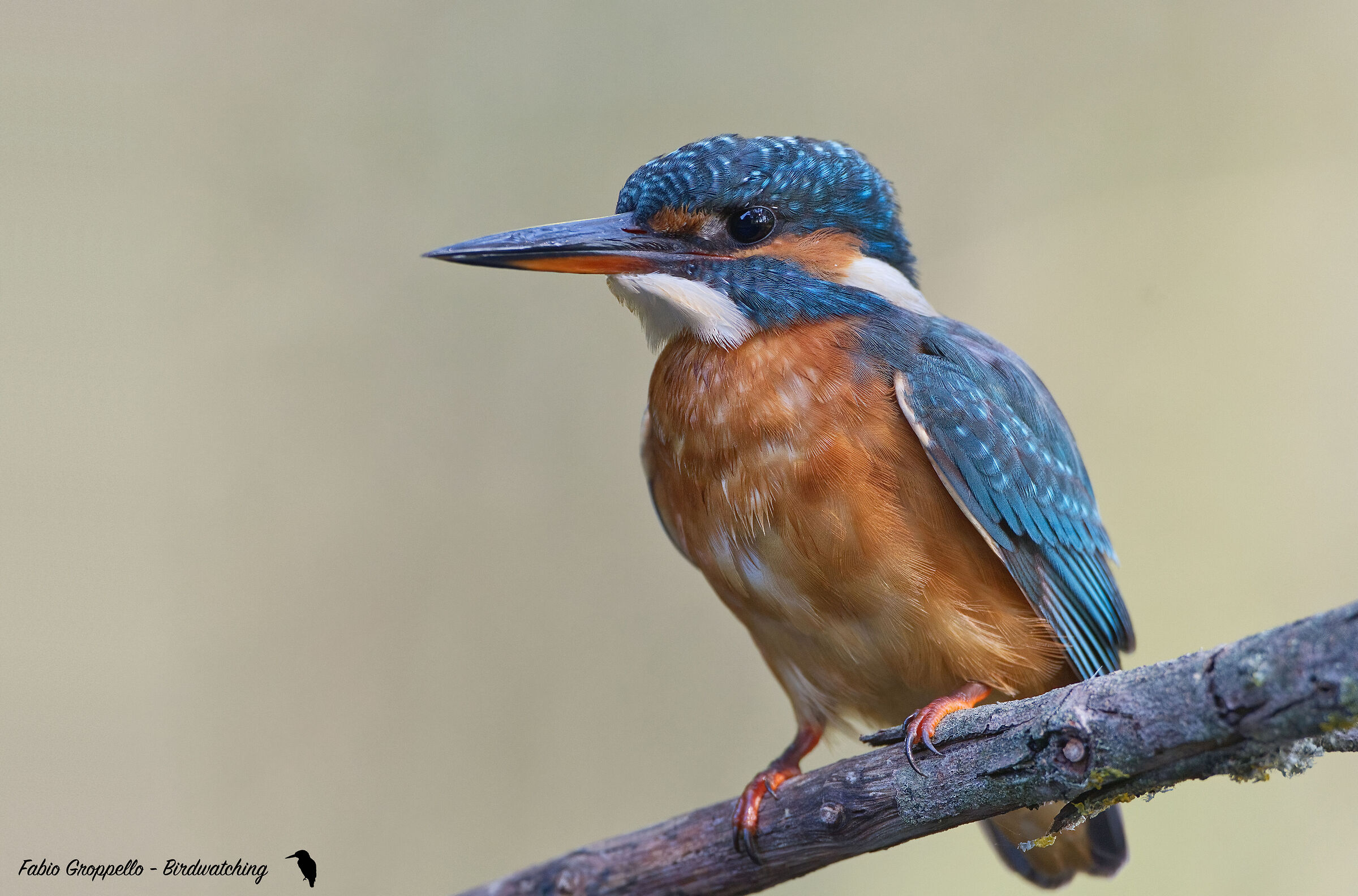 Martin Pescatore (F)