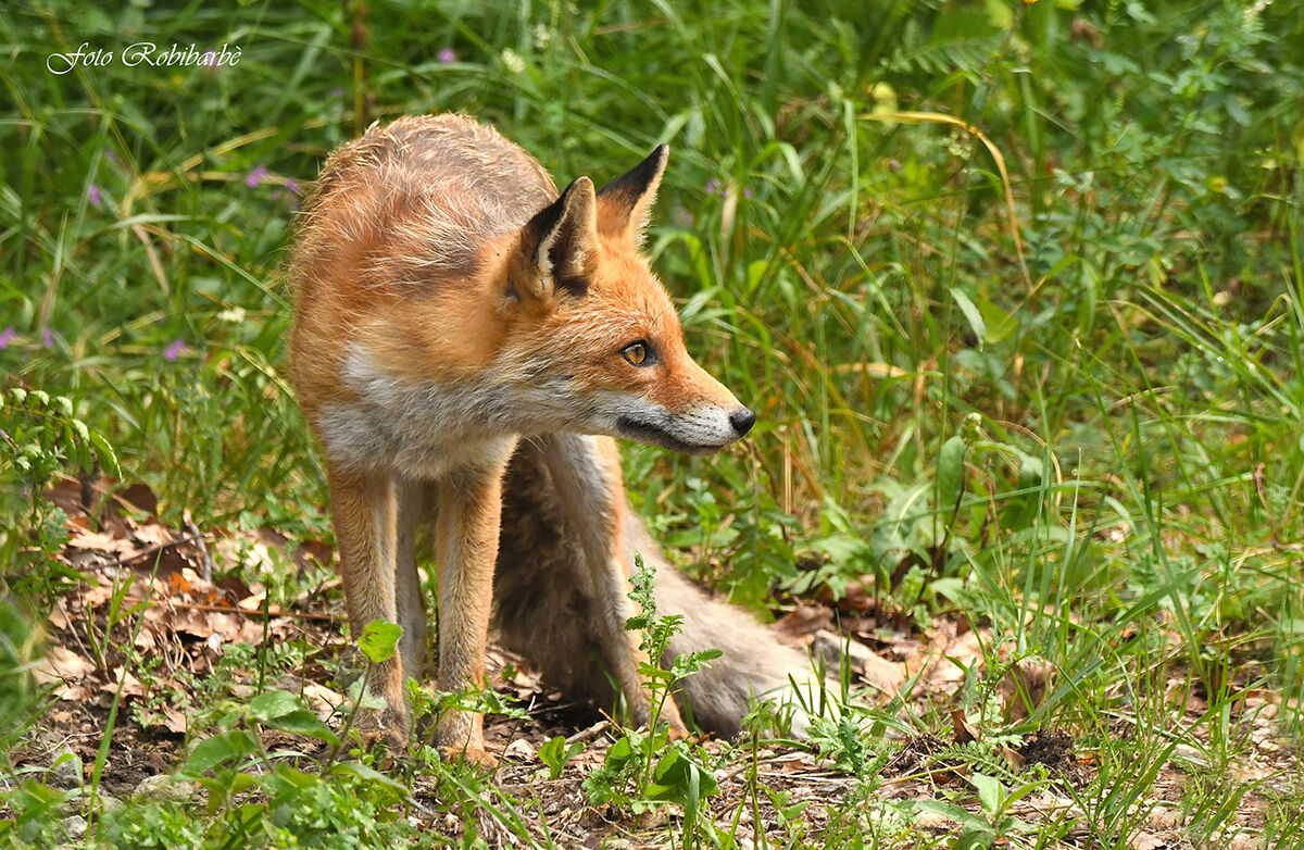 Furba come una Volpe...