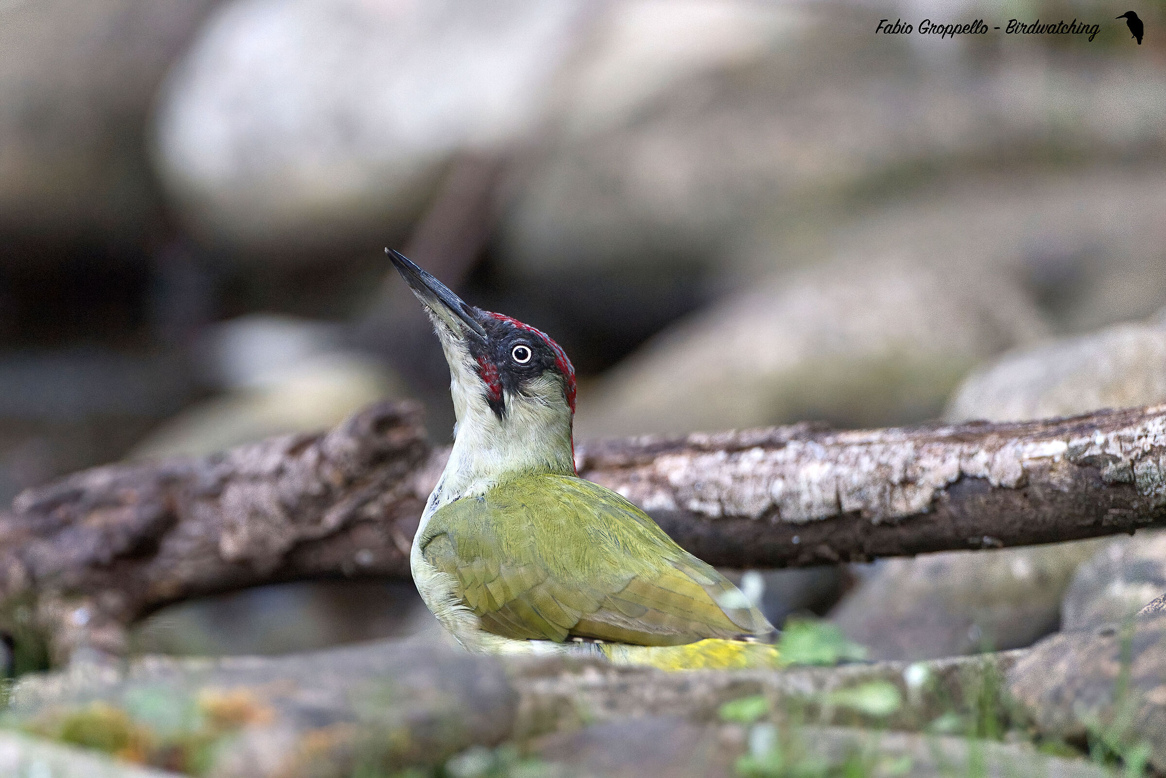 Picchio Verde Adulto Maschio