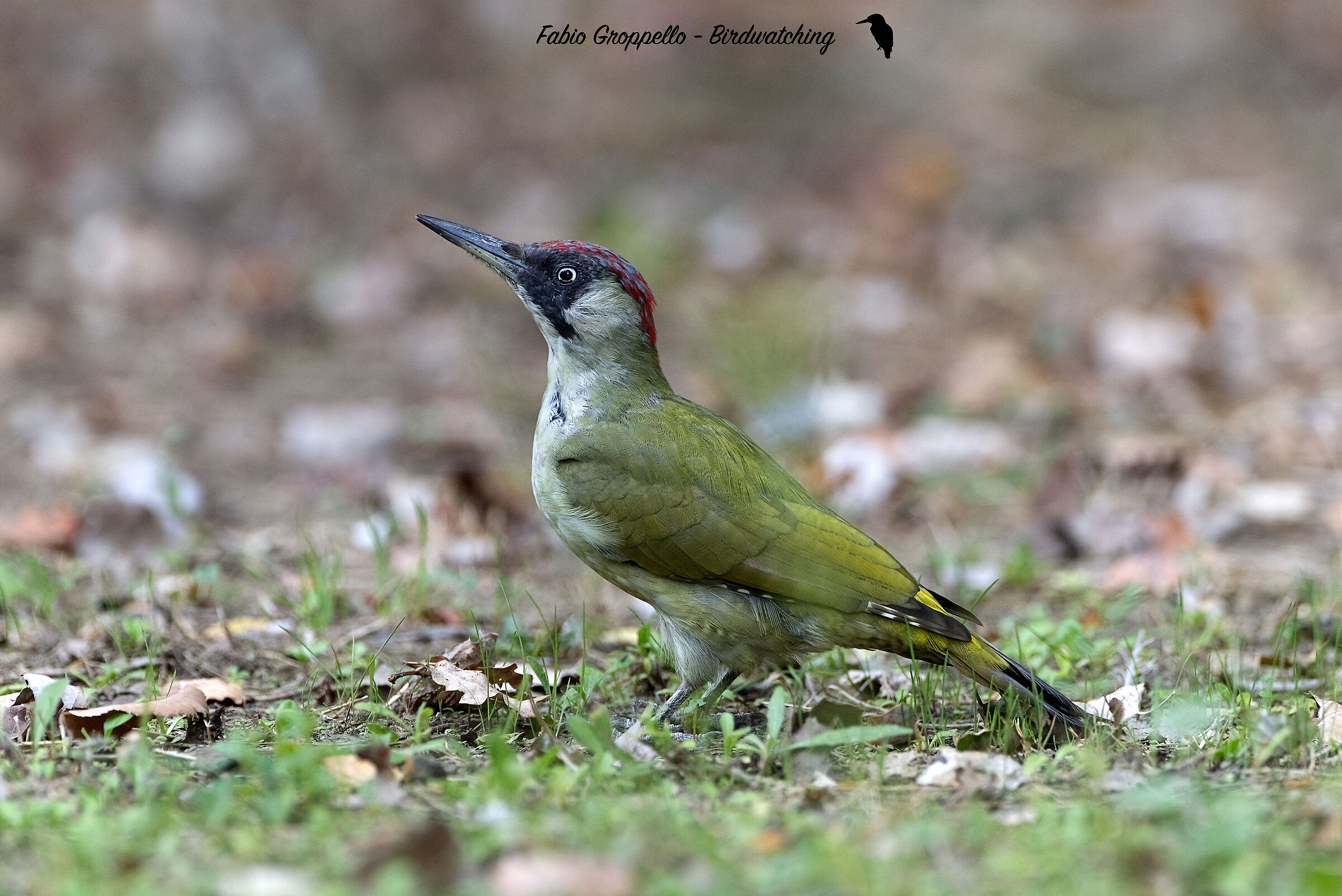 Picchio Adulto Femmina