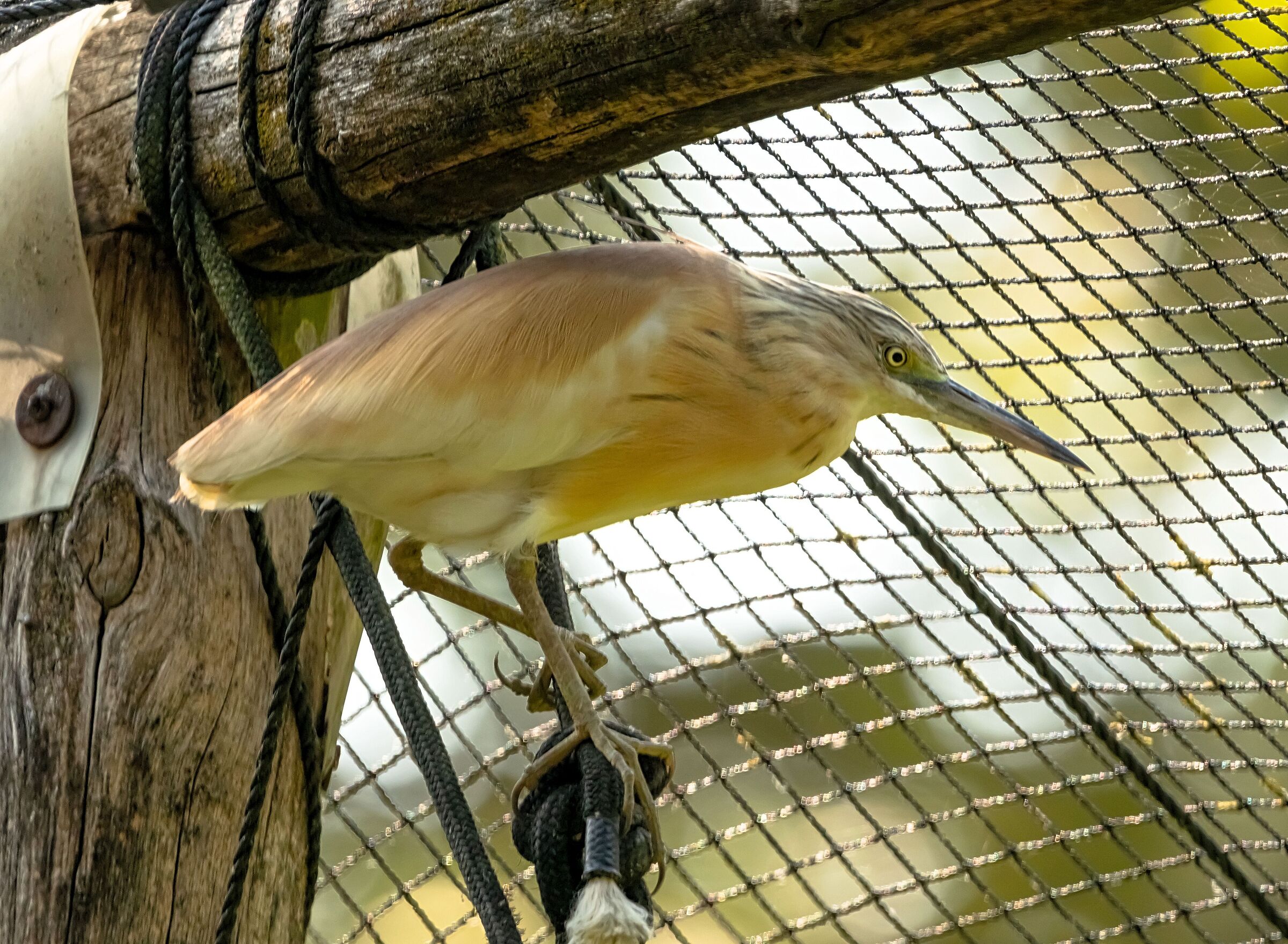 Sgarza Ciuffetto 12/08/2021 Oasi Sant'Alessio (pv)