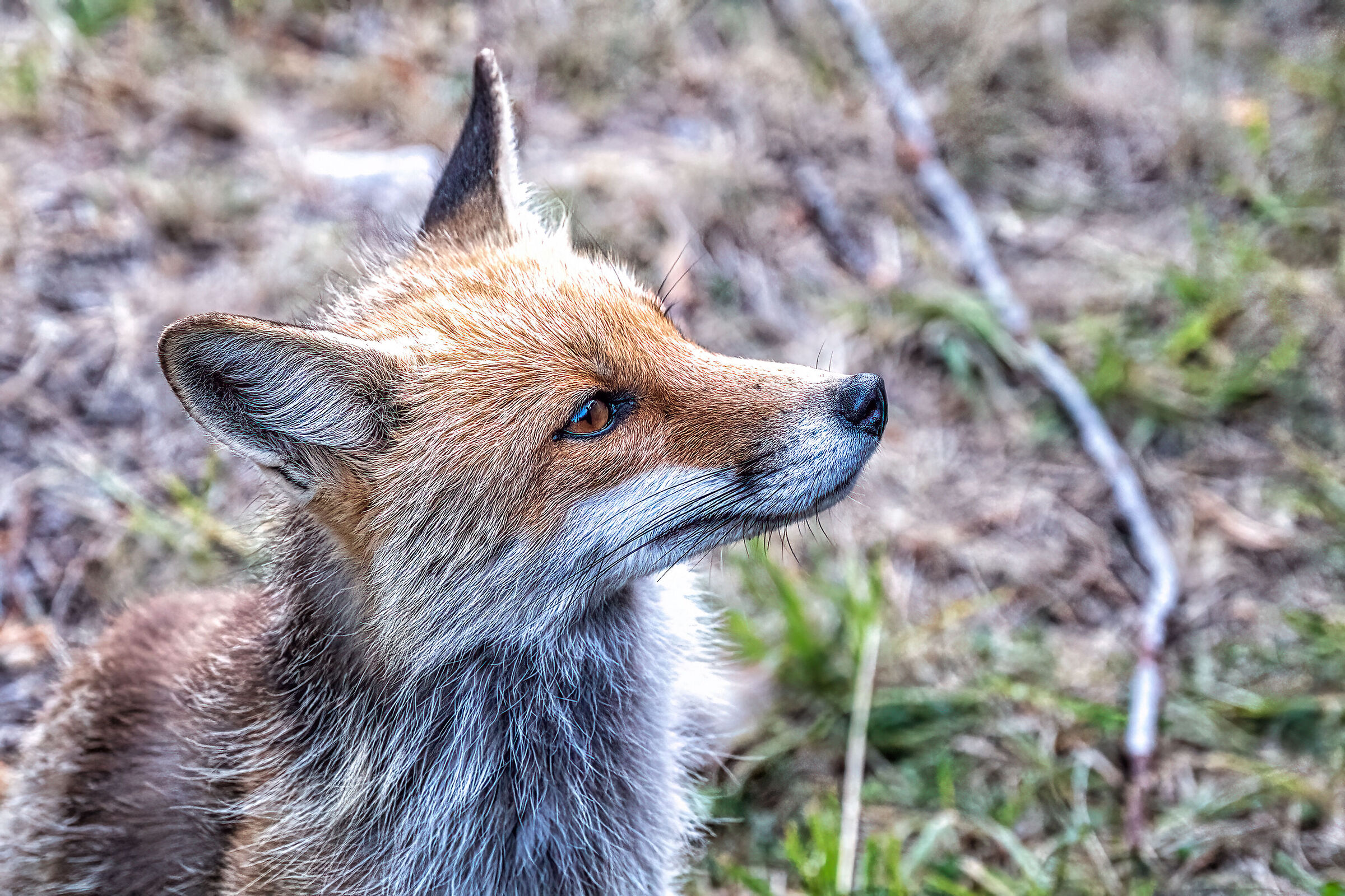 La volpe, pelo rossiccio e gli occhi intelligenti ...