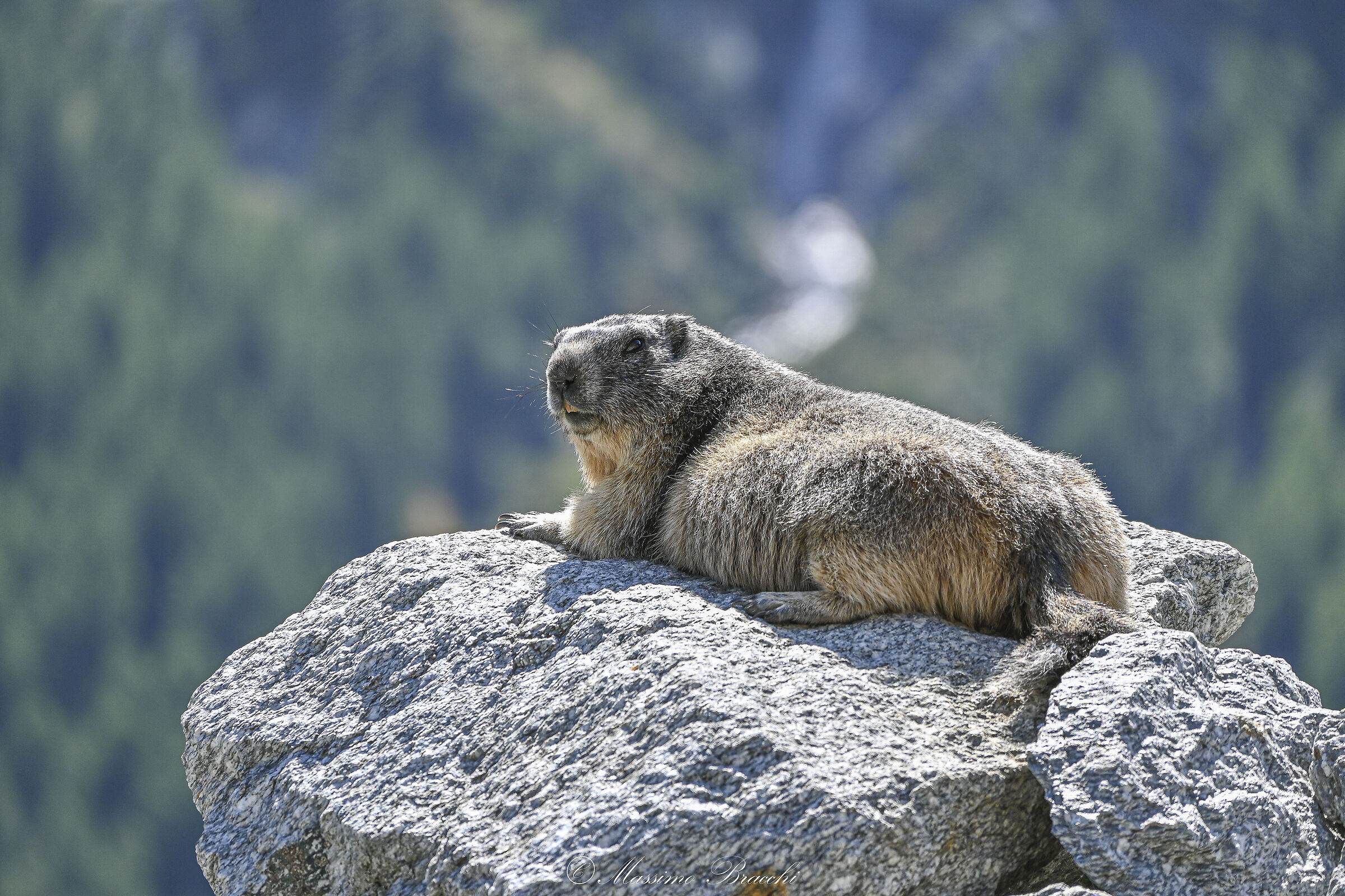 Marmotta