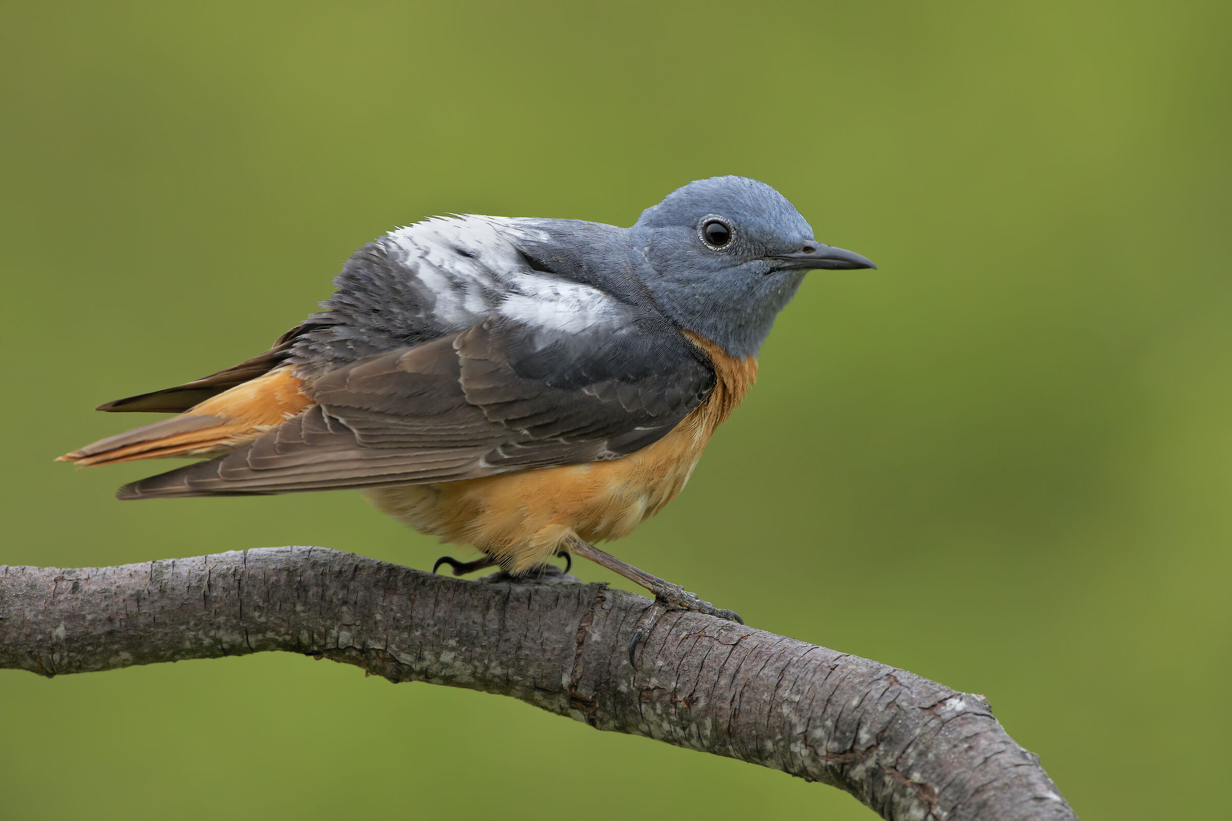 Rock thrush