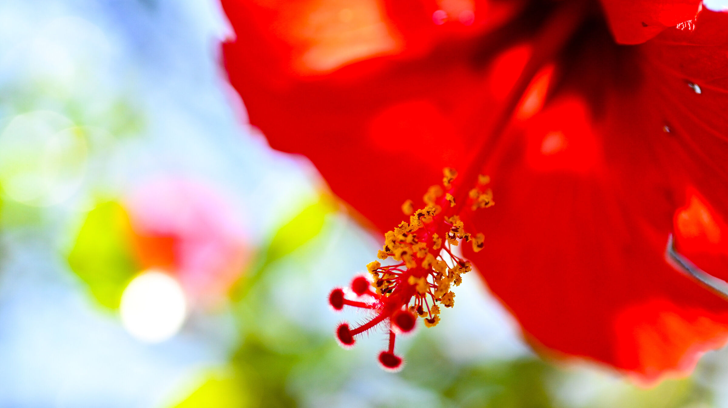 hibiscus... if I understand