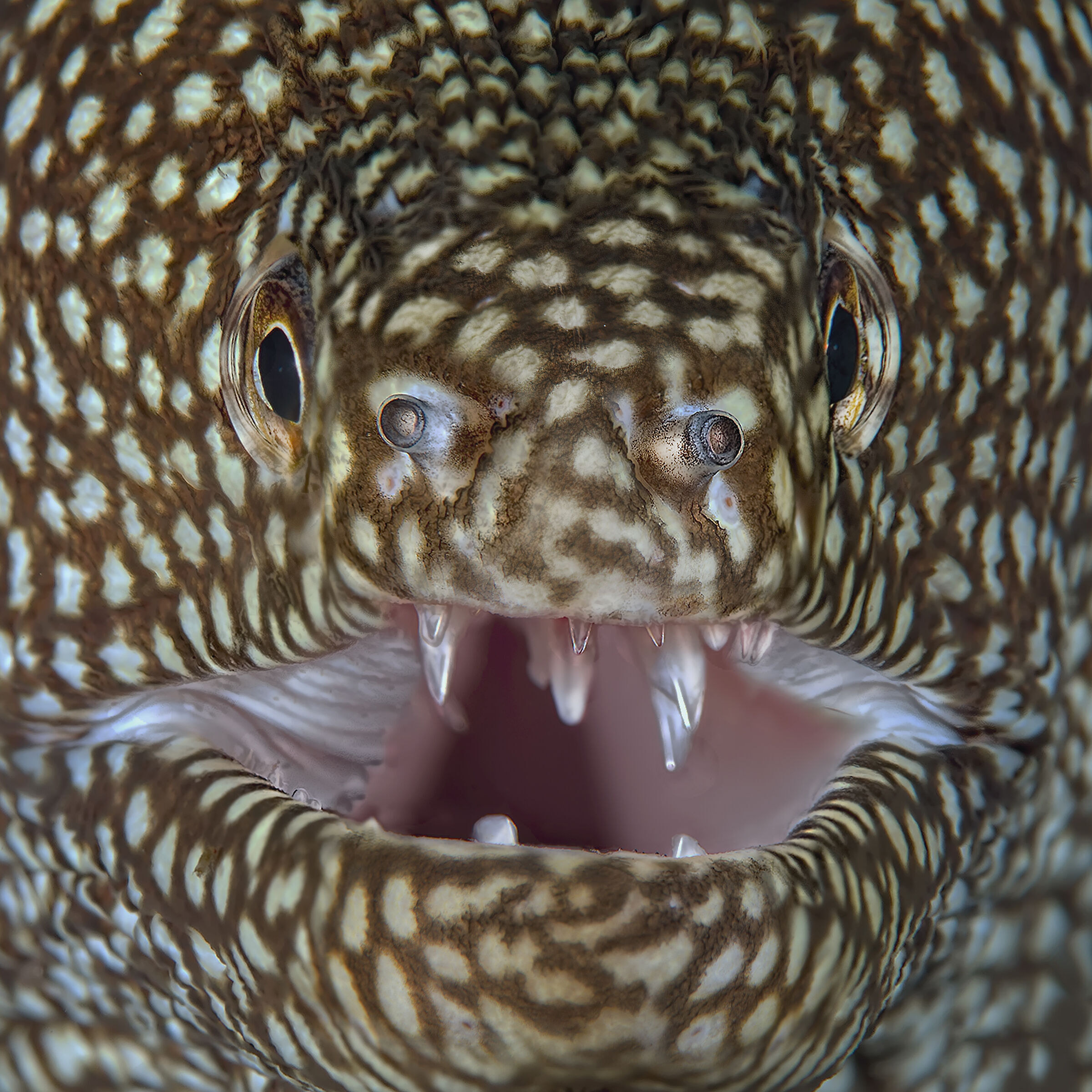 smile you are on candid camera Murena Leopardo