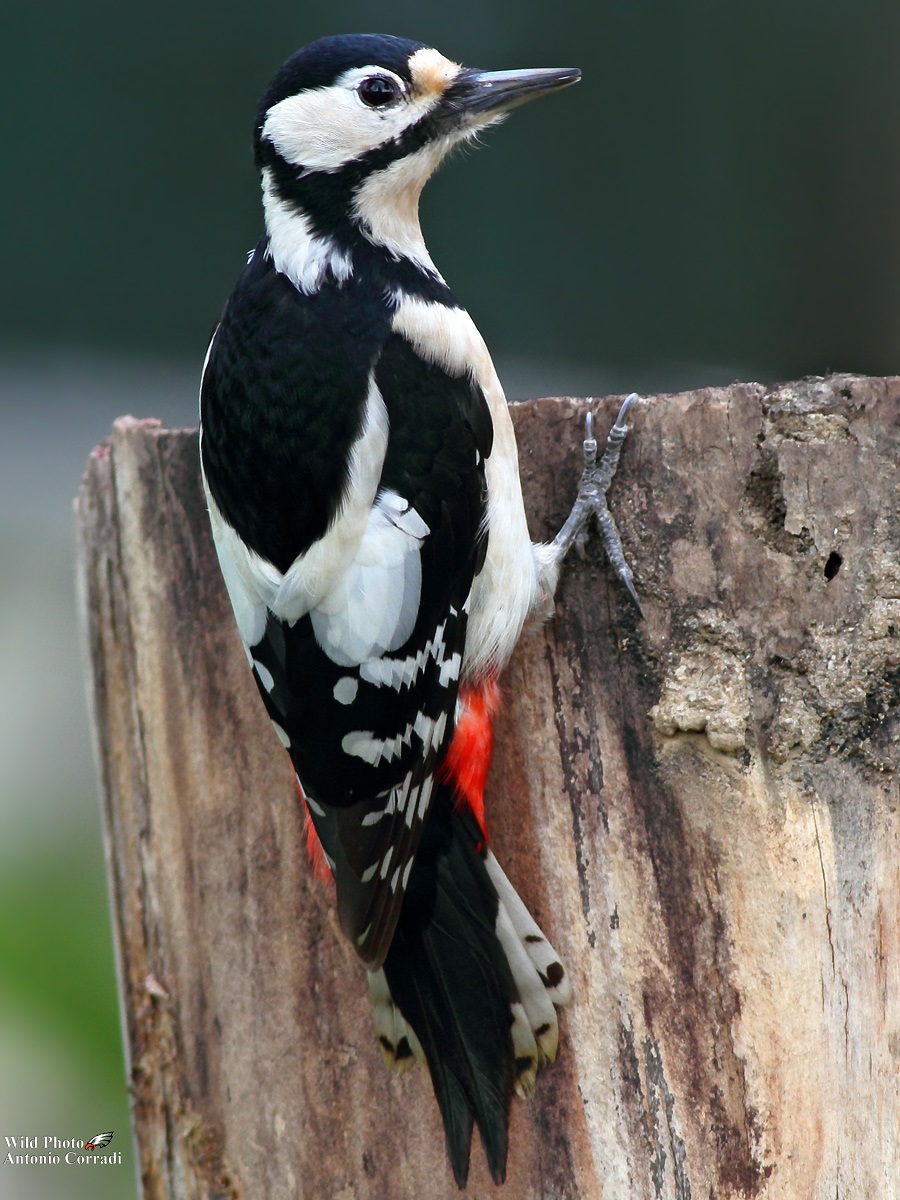 Picchio Rosso Femmina
