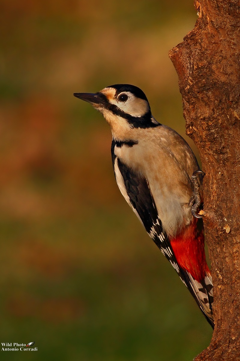 Picchio Rosso Femmina