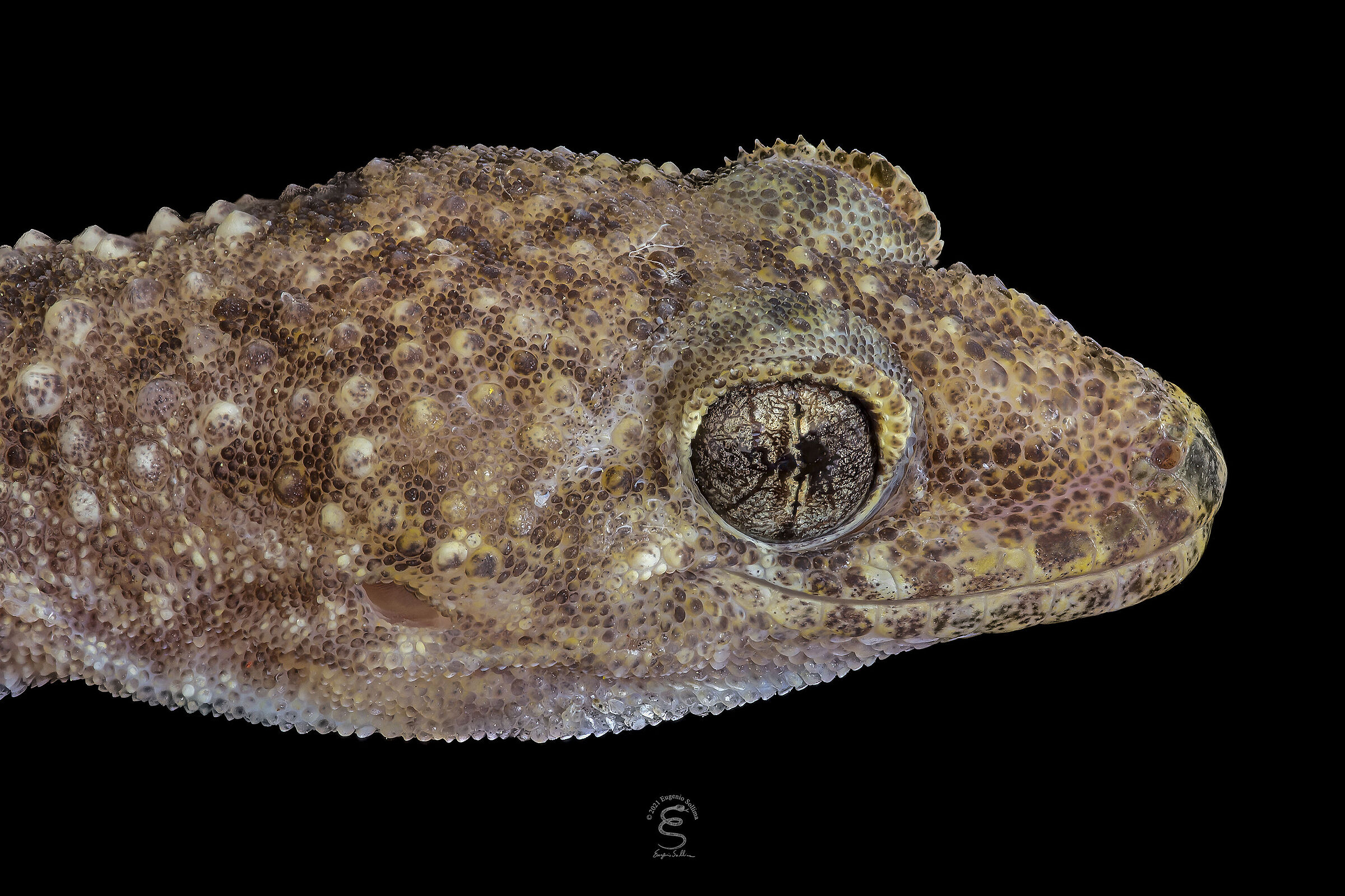 Geco verrucoso (Hemidactylus turcicus) (v.2)