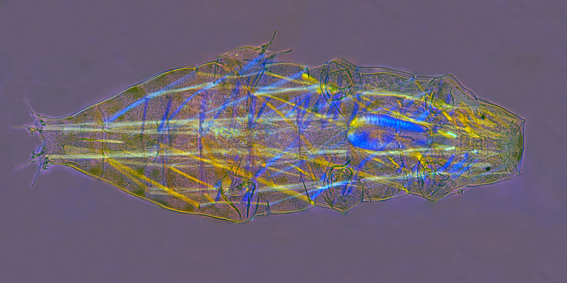 Muscles of a Milnesium tardigrade in polarized light