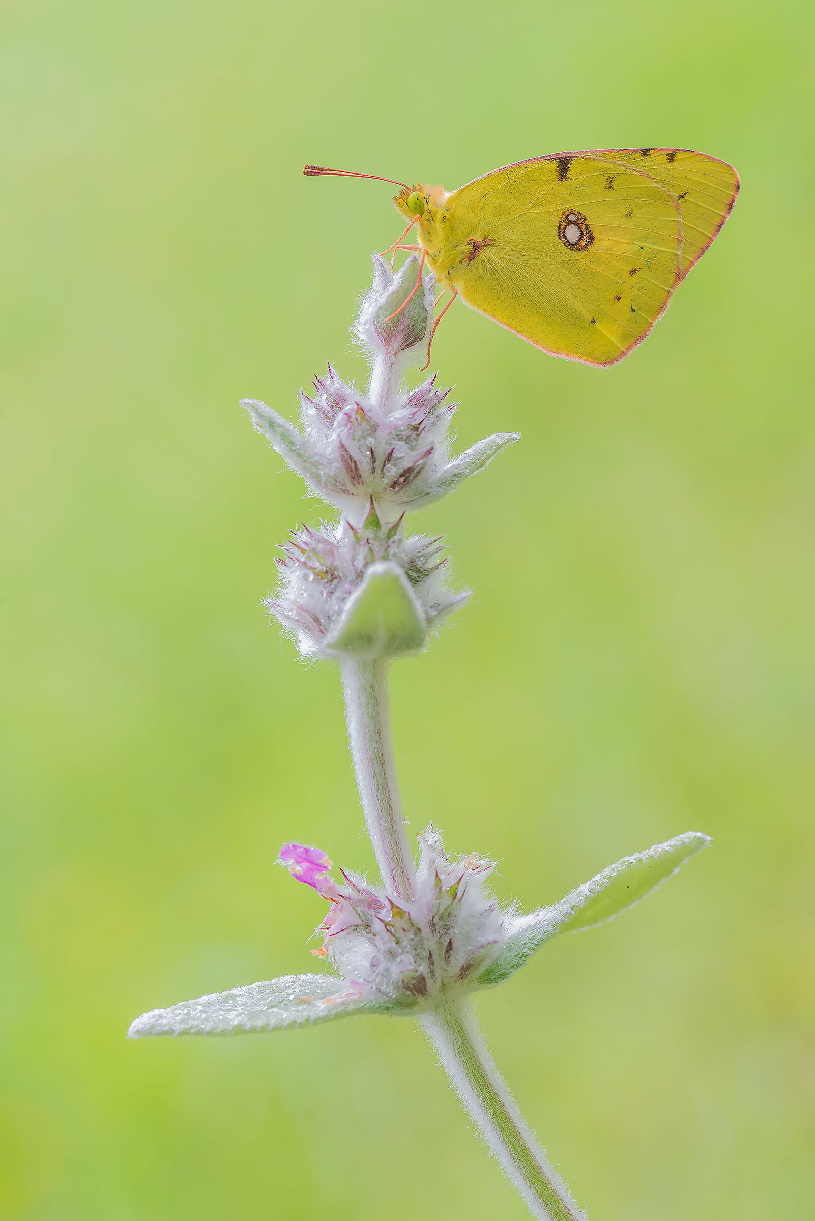 Colias crocea
