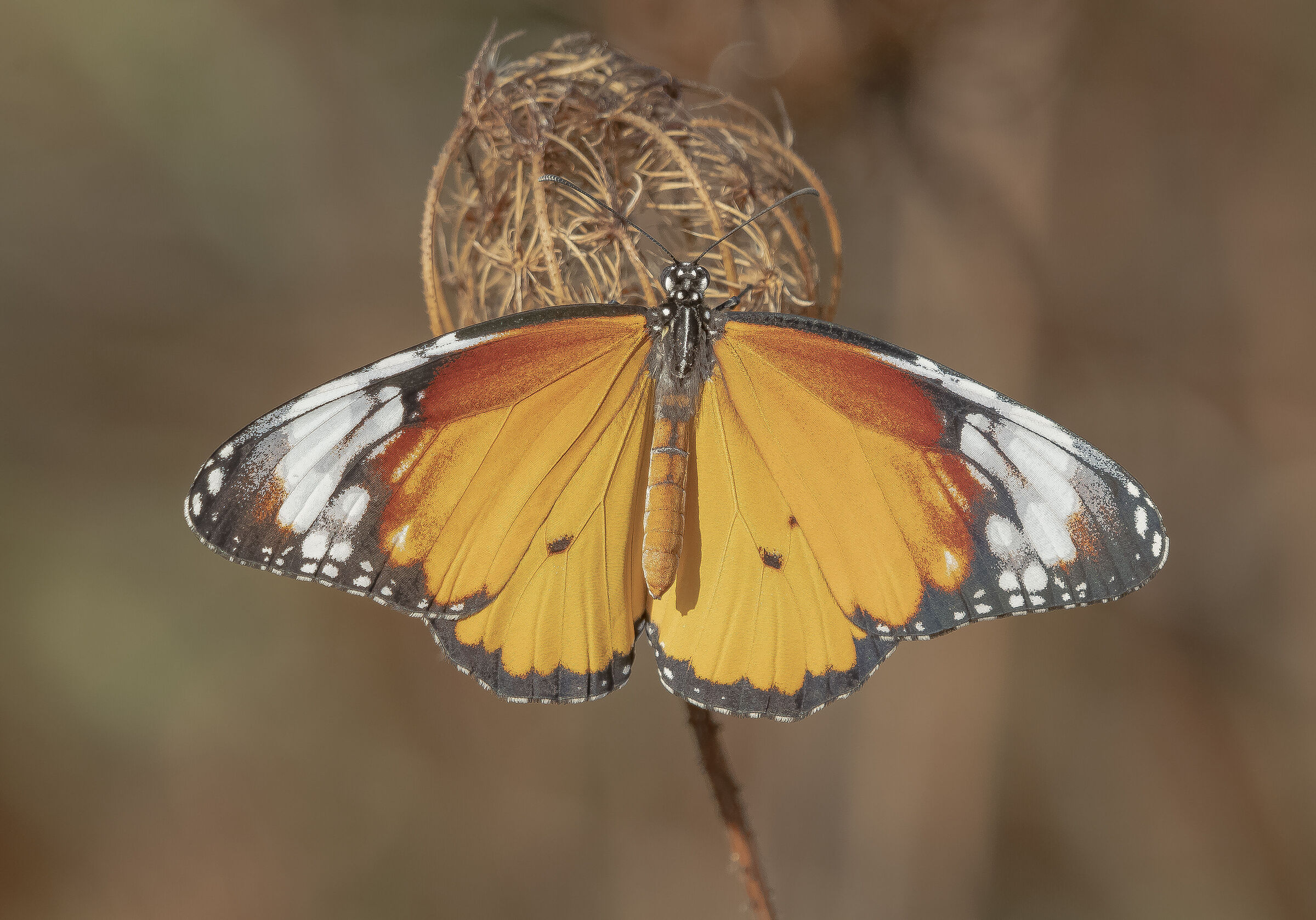African Monarch (Danaus chrysippus)