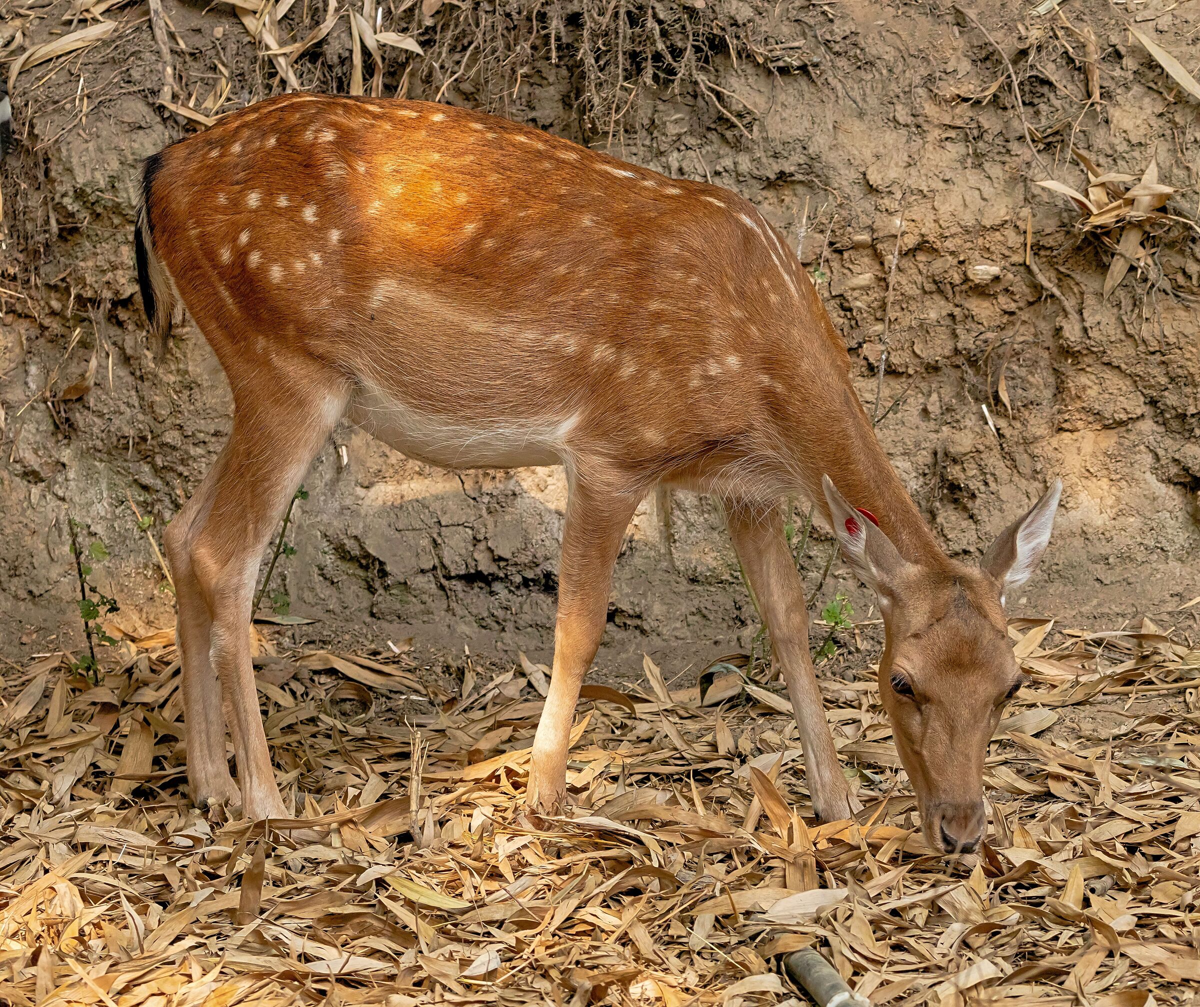 Daino 12/08/2021 Oasi Sant'Alessio(pv)