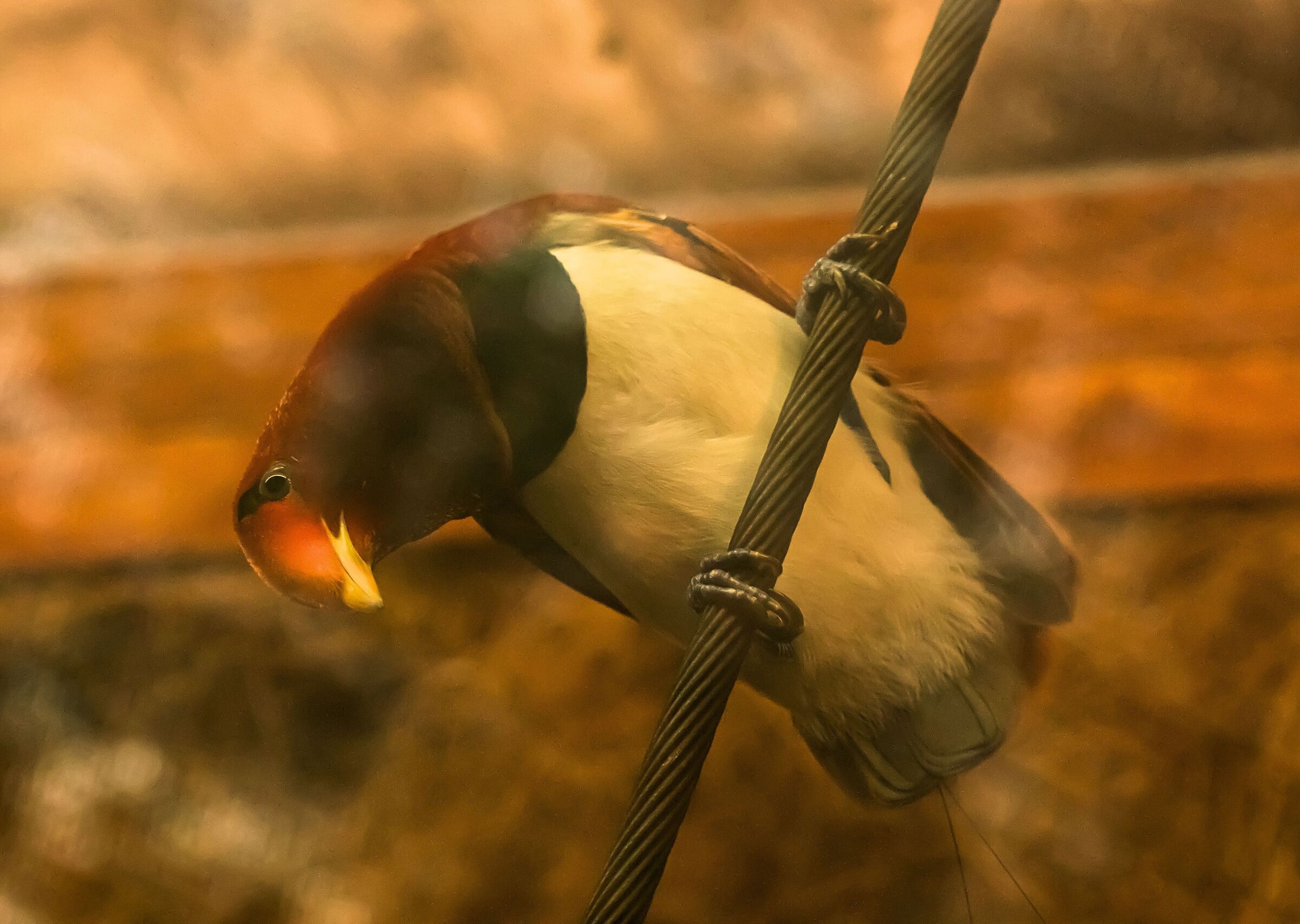 Uccello paradiso reale 12/08/2021 Oasi Sant'Alessio(PV)