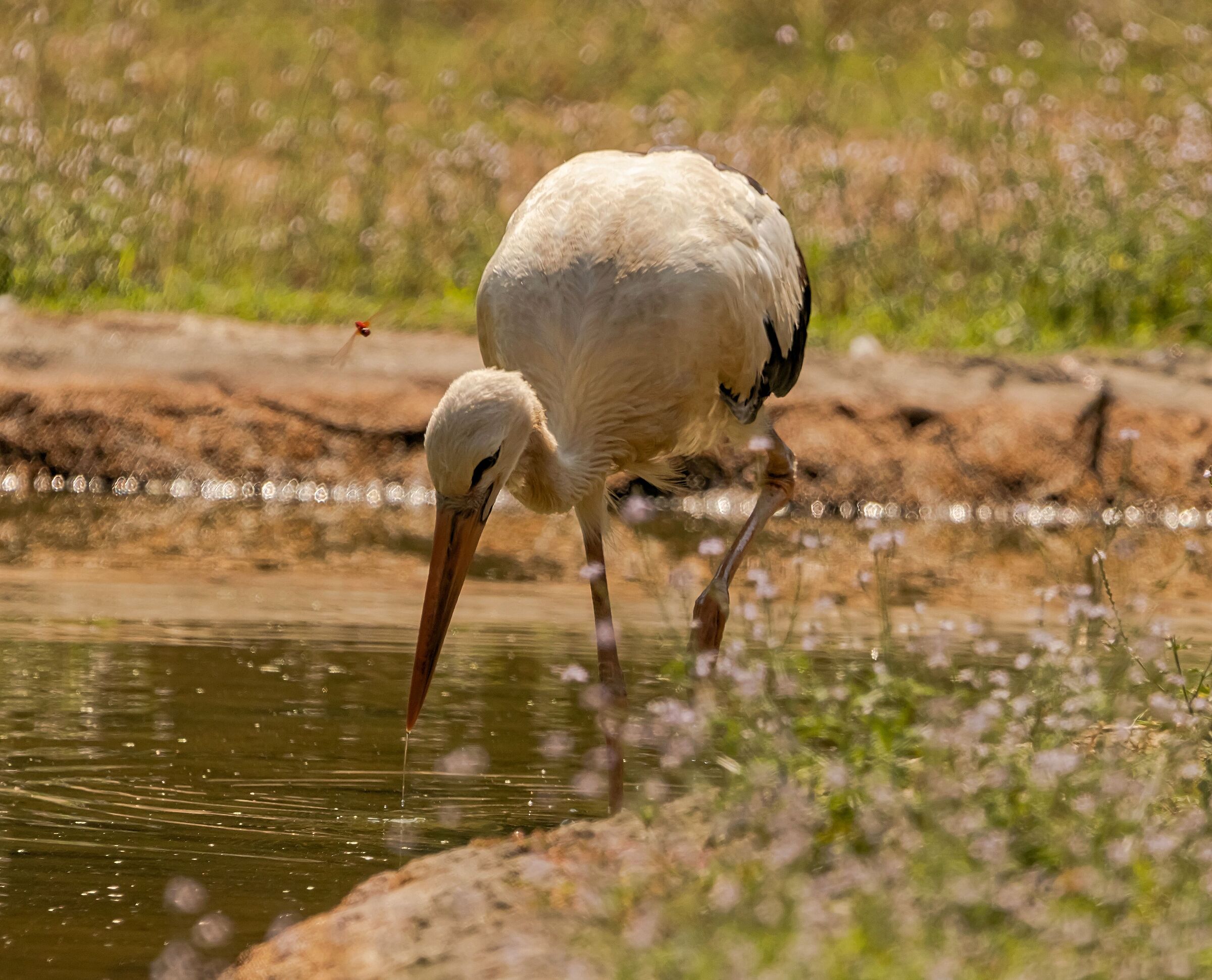 Cicogna 12/08/2021 Oasi Sant'Alessio (pv)