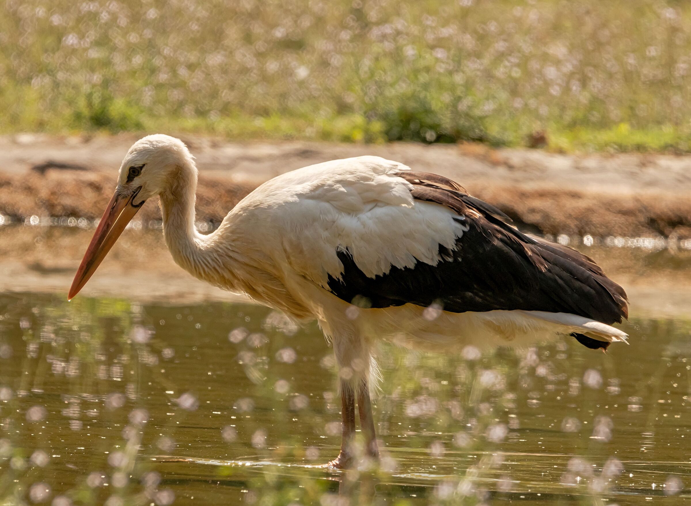 Stork 12/08/2021 Oasi Sant'Alessio (pv)