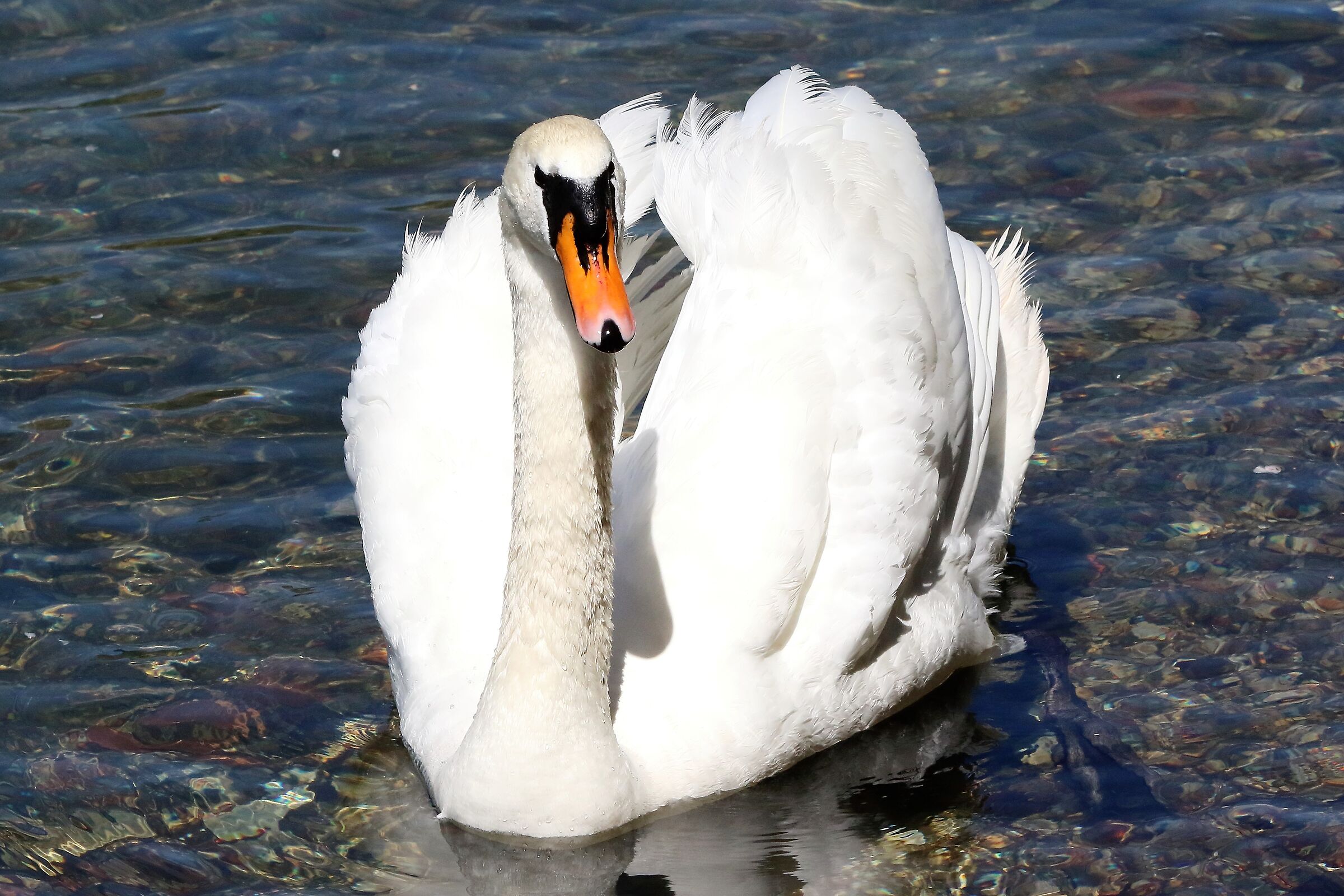 swan