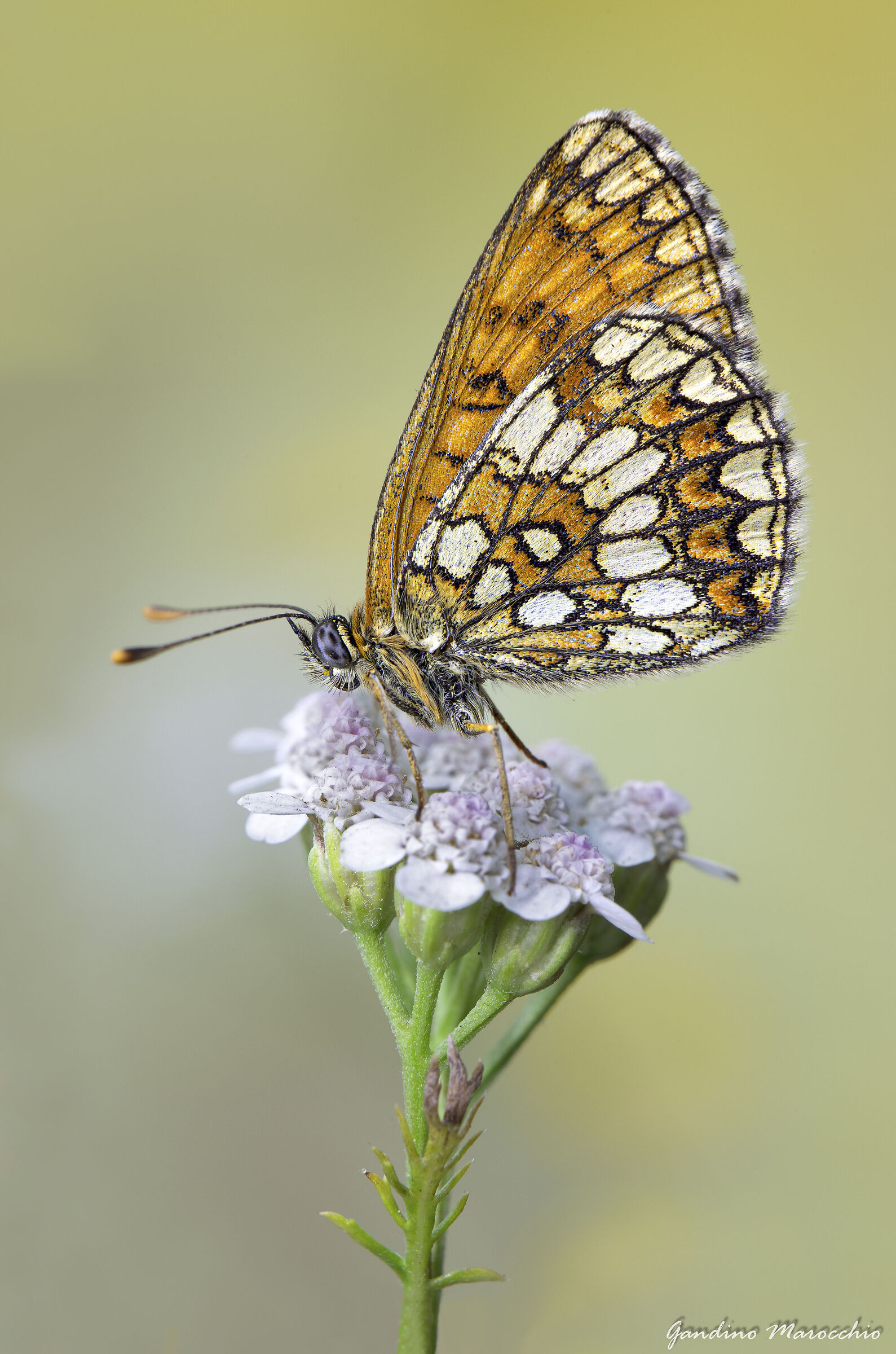 Melitaea Britomartis