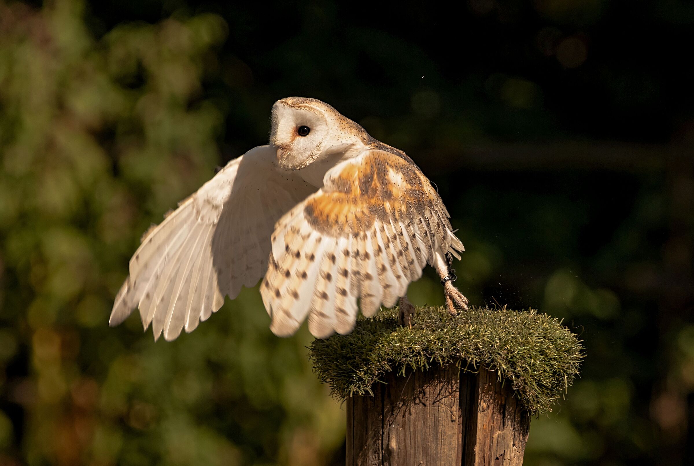 Barbaggiani starting12/08/2021 Oasi Sant'Alessio(pv)