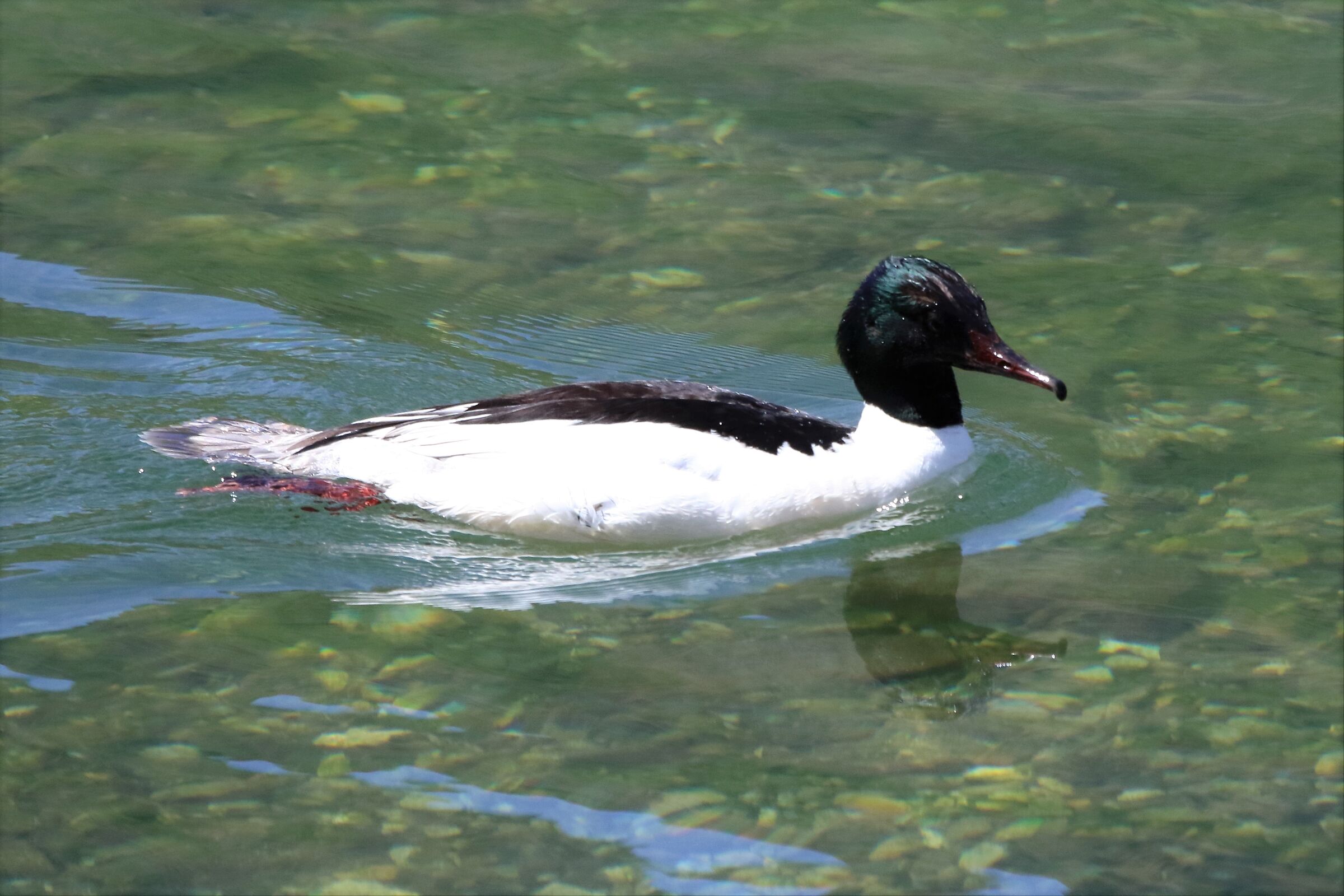 merganser