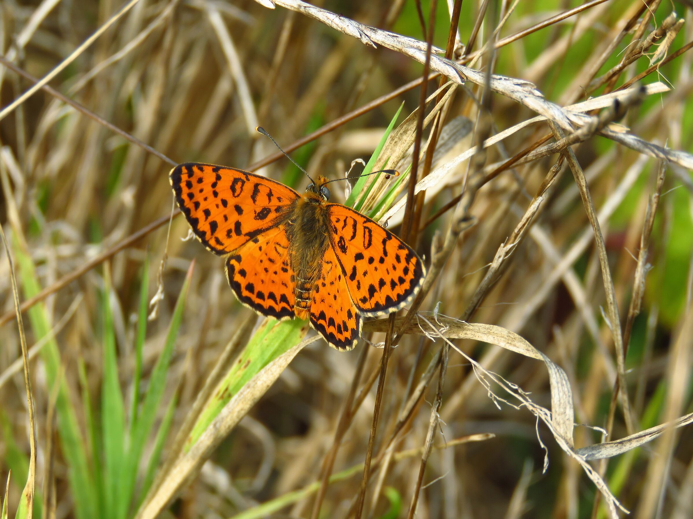 Melitaea didyma