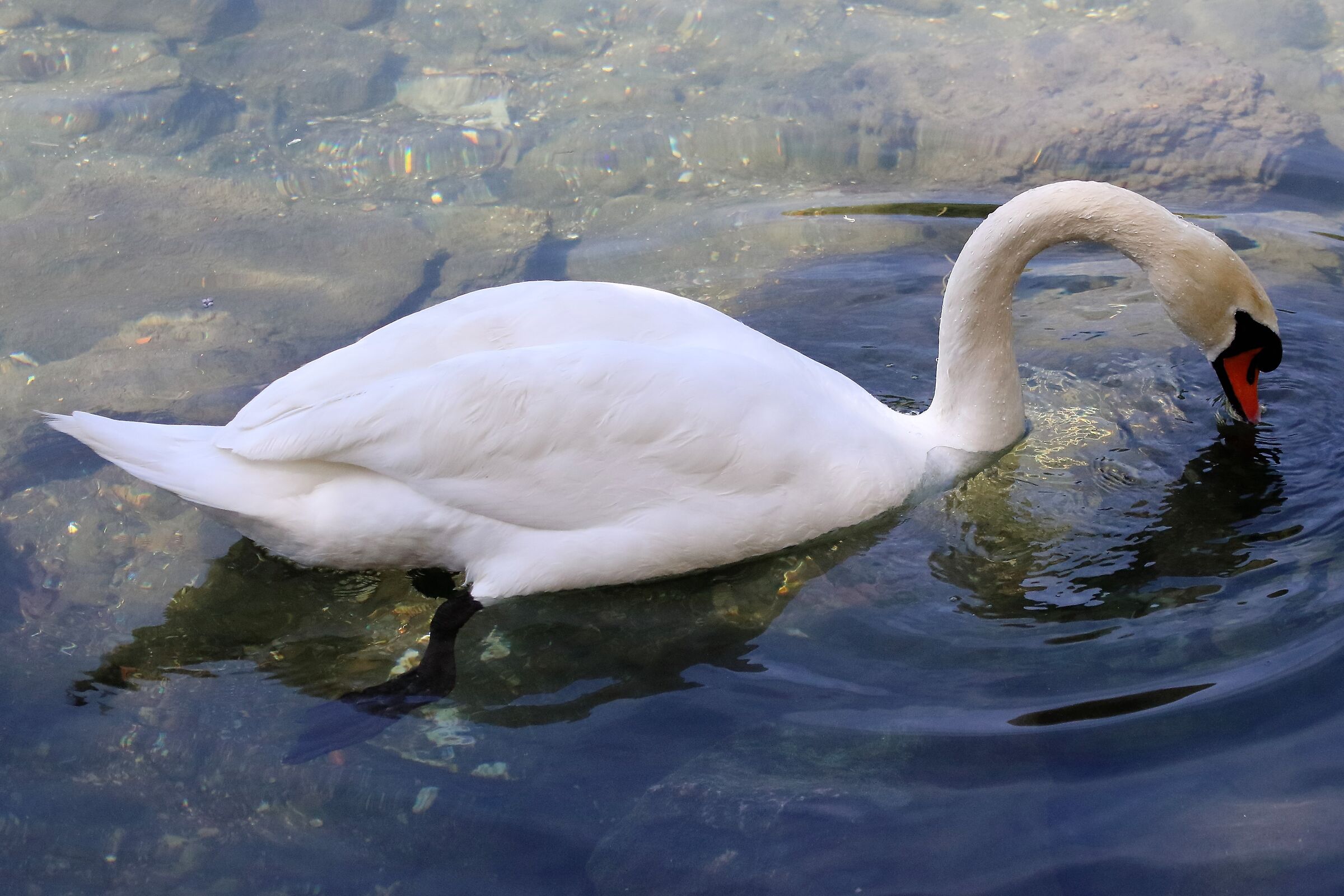 swan