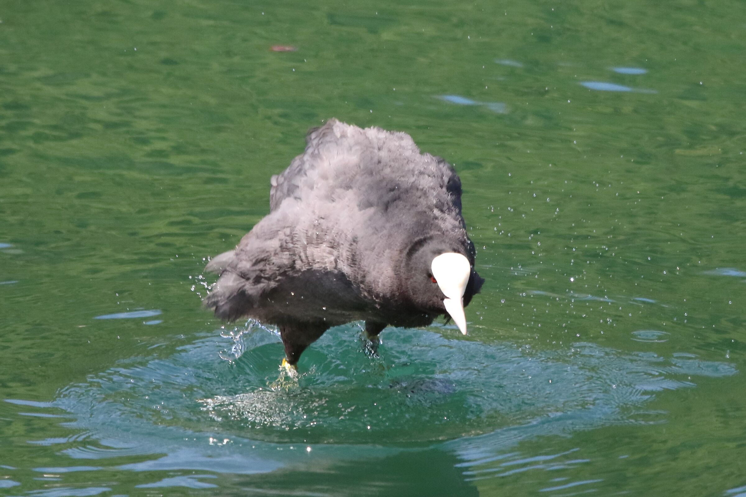 Coot