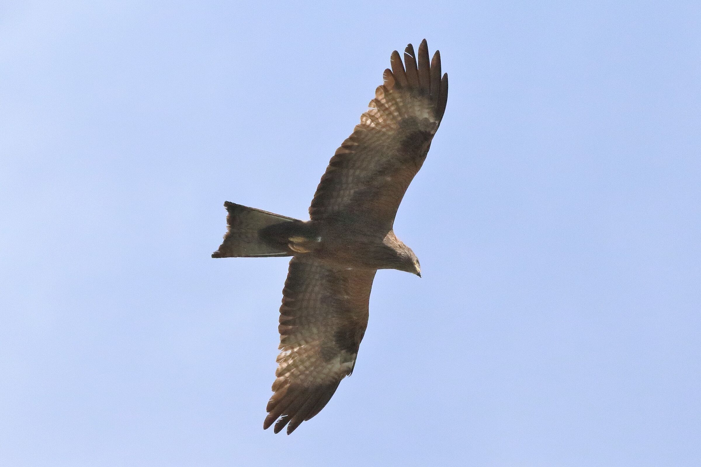Black kite