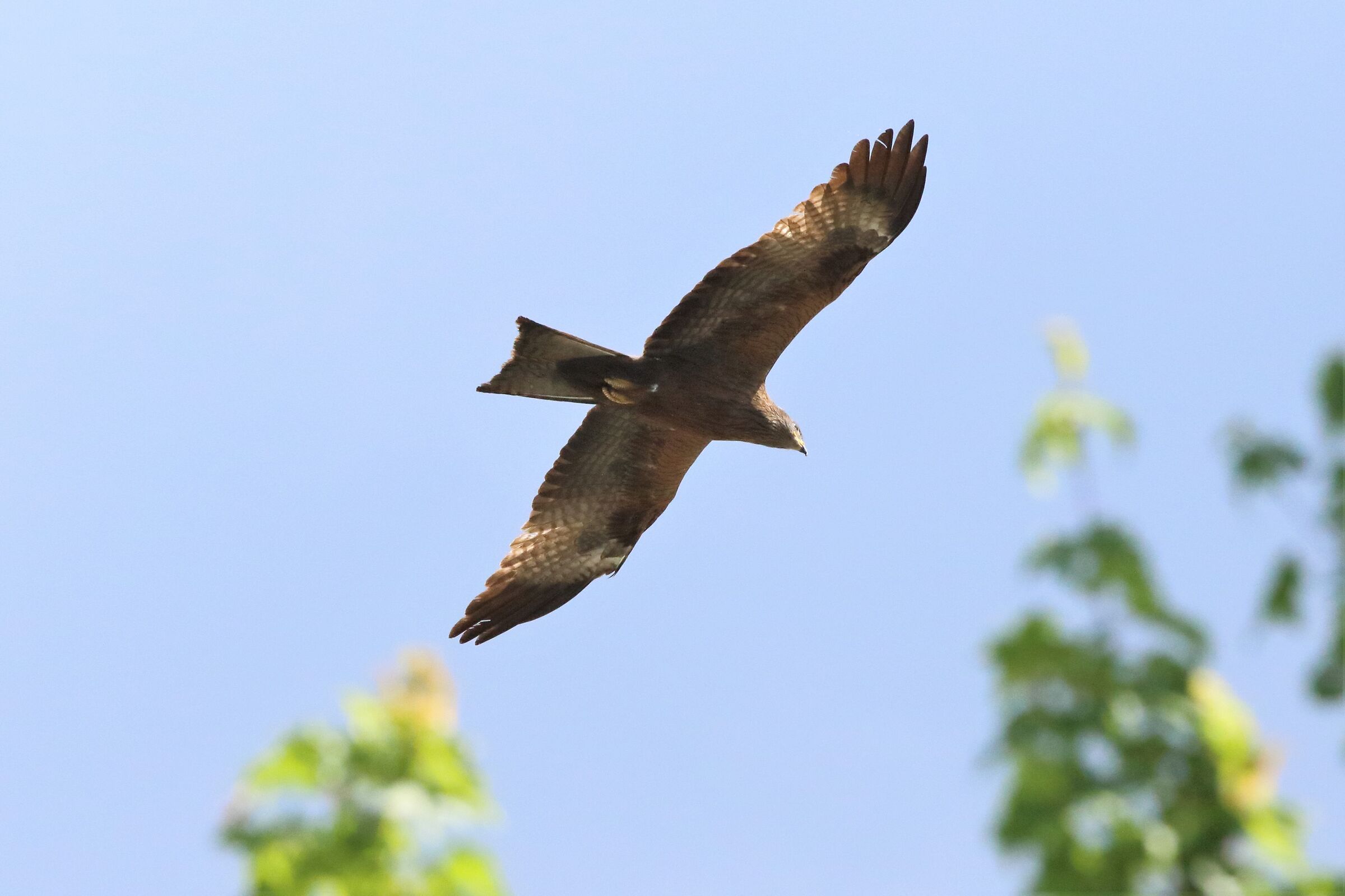 Black kite