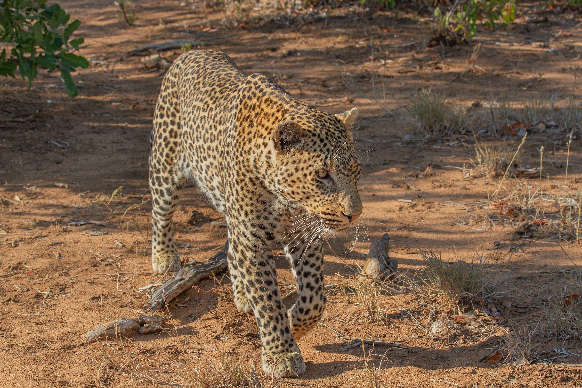 Incontro ravvicinato