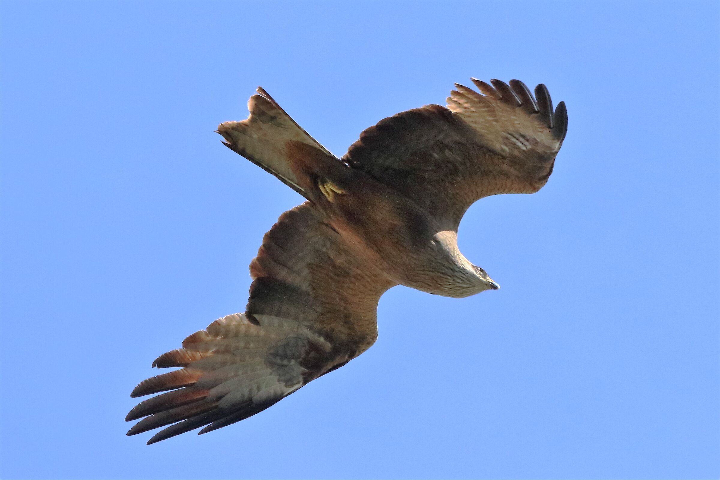 Black kite