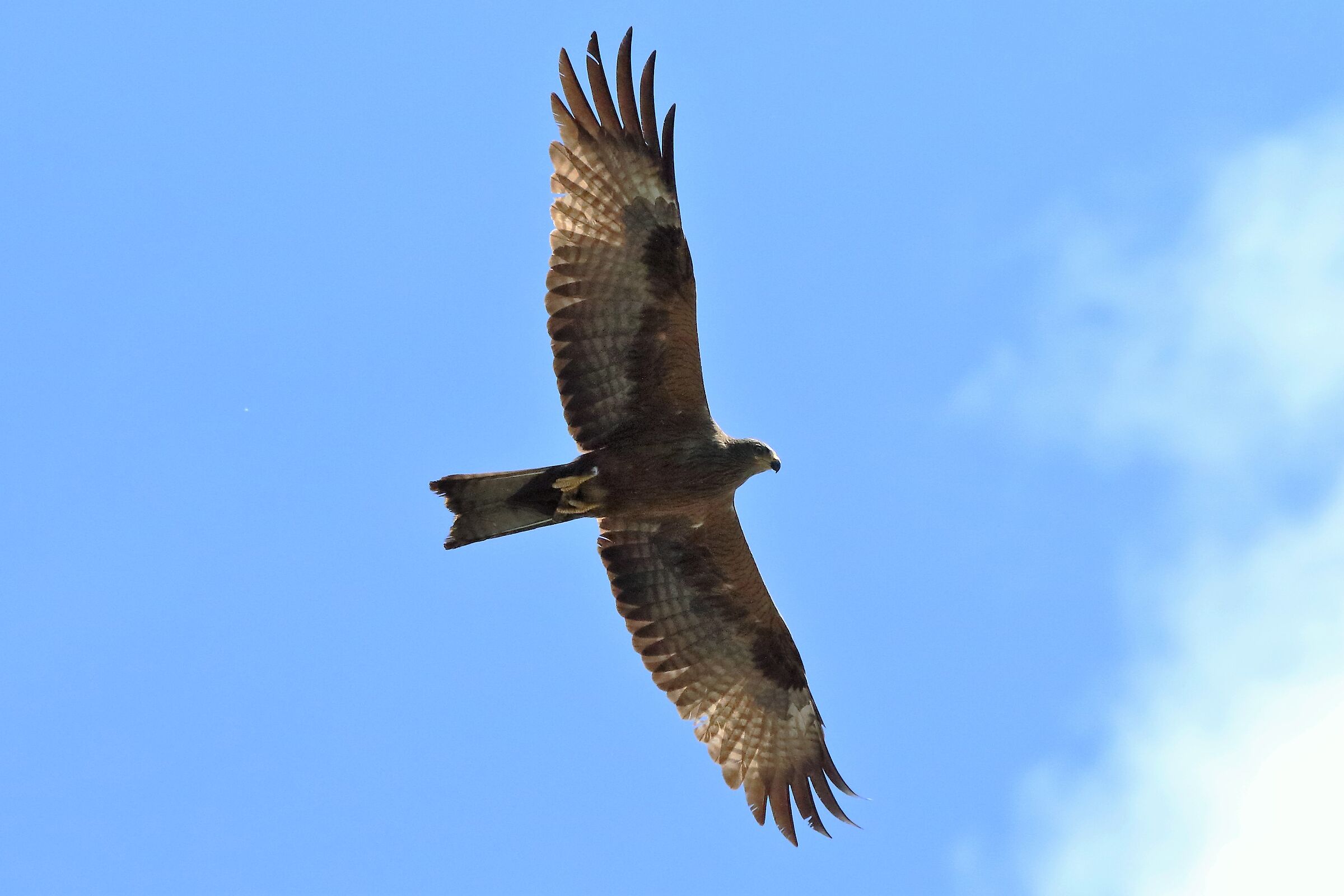 Black kite