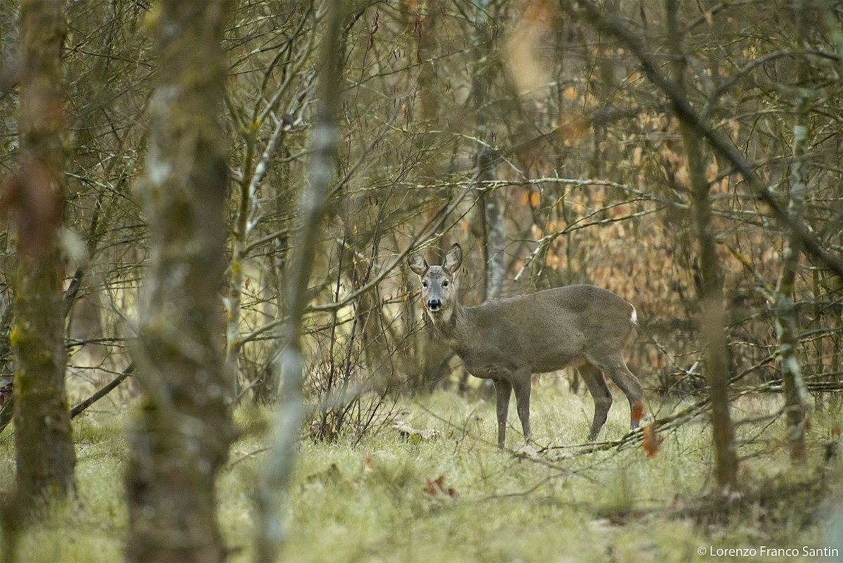 Roe deer