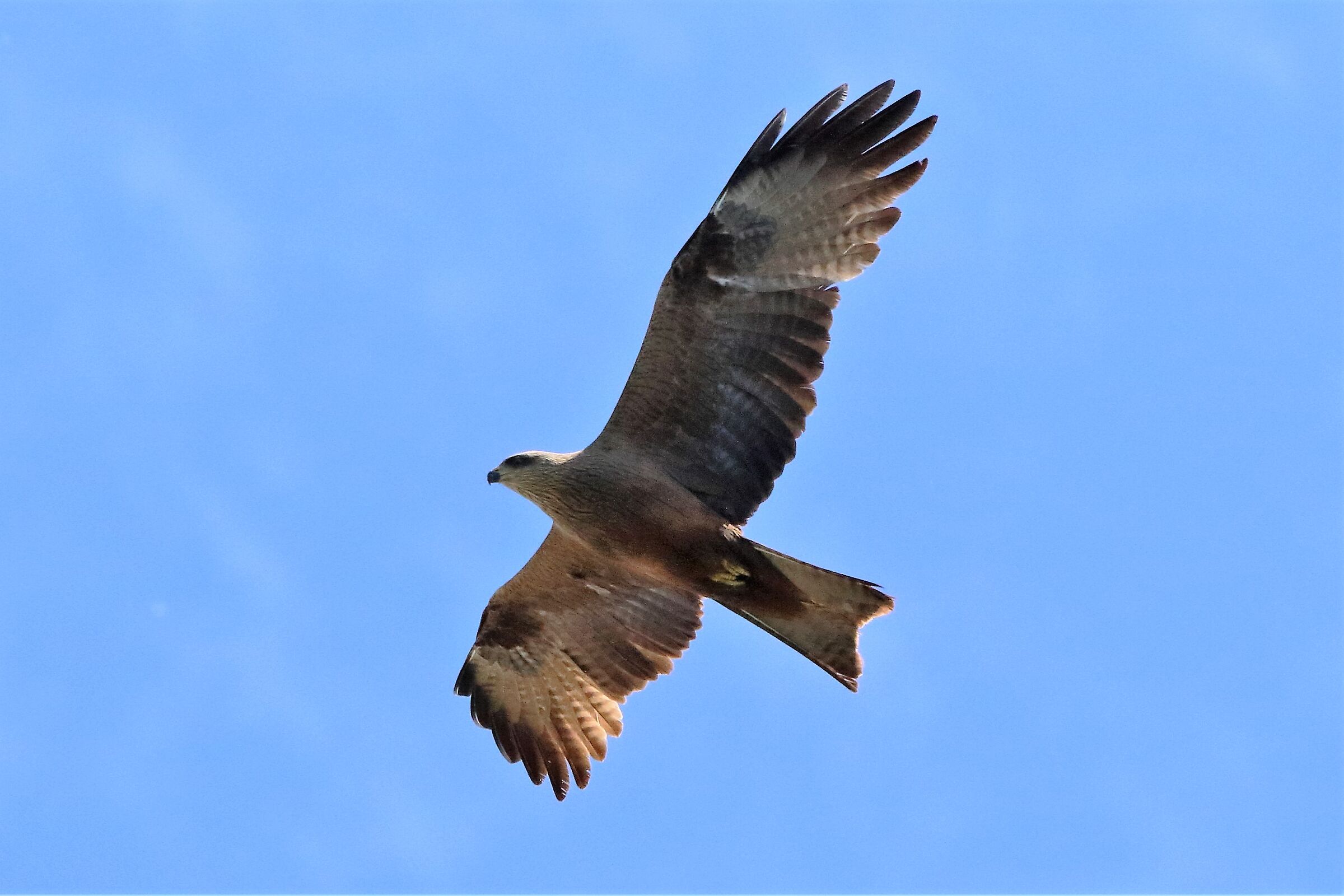Black kite