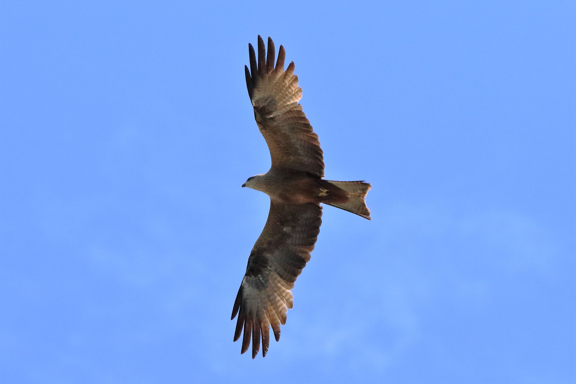 Black kite