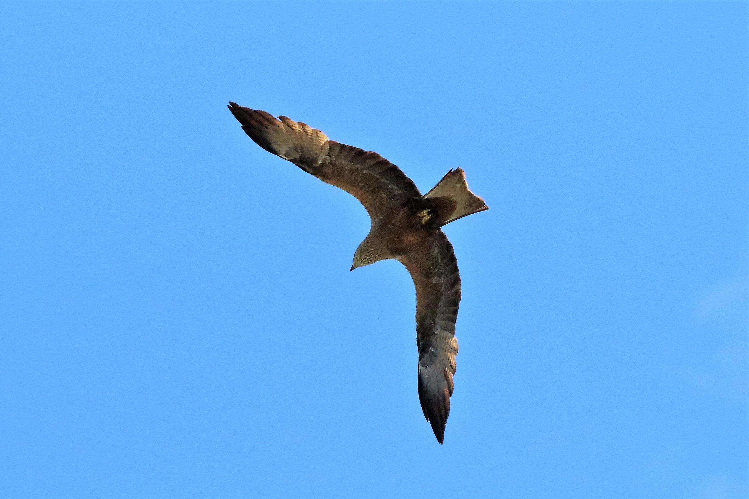 Black kite