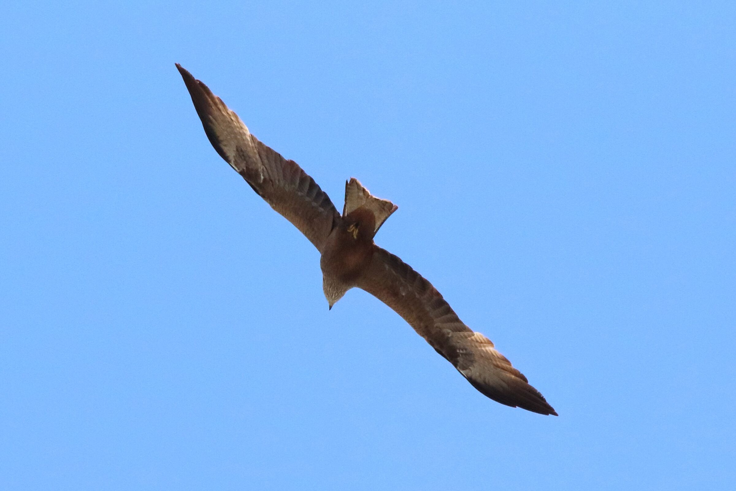 Black kite