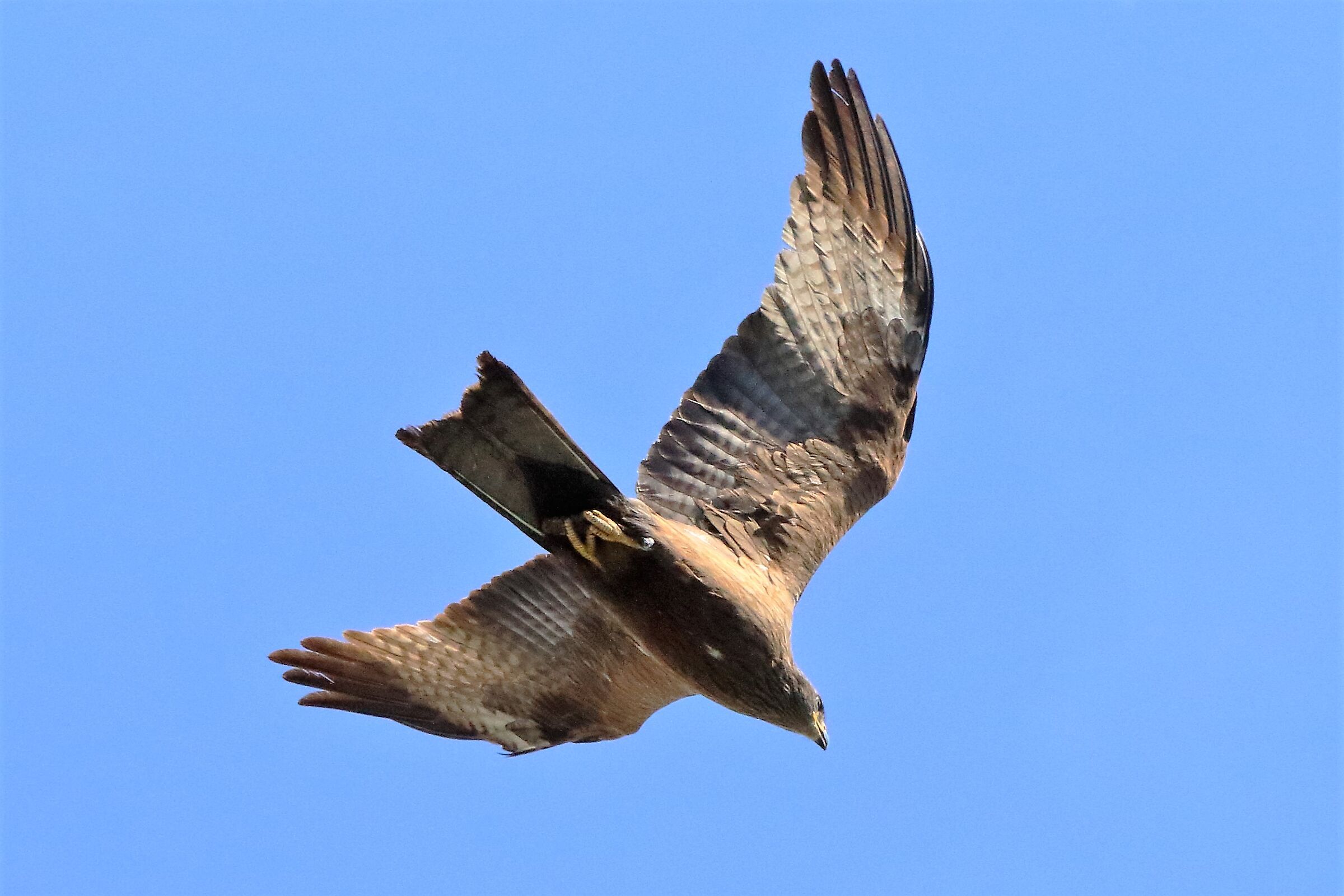 Black kite